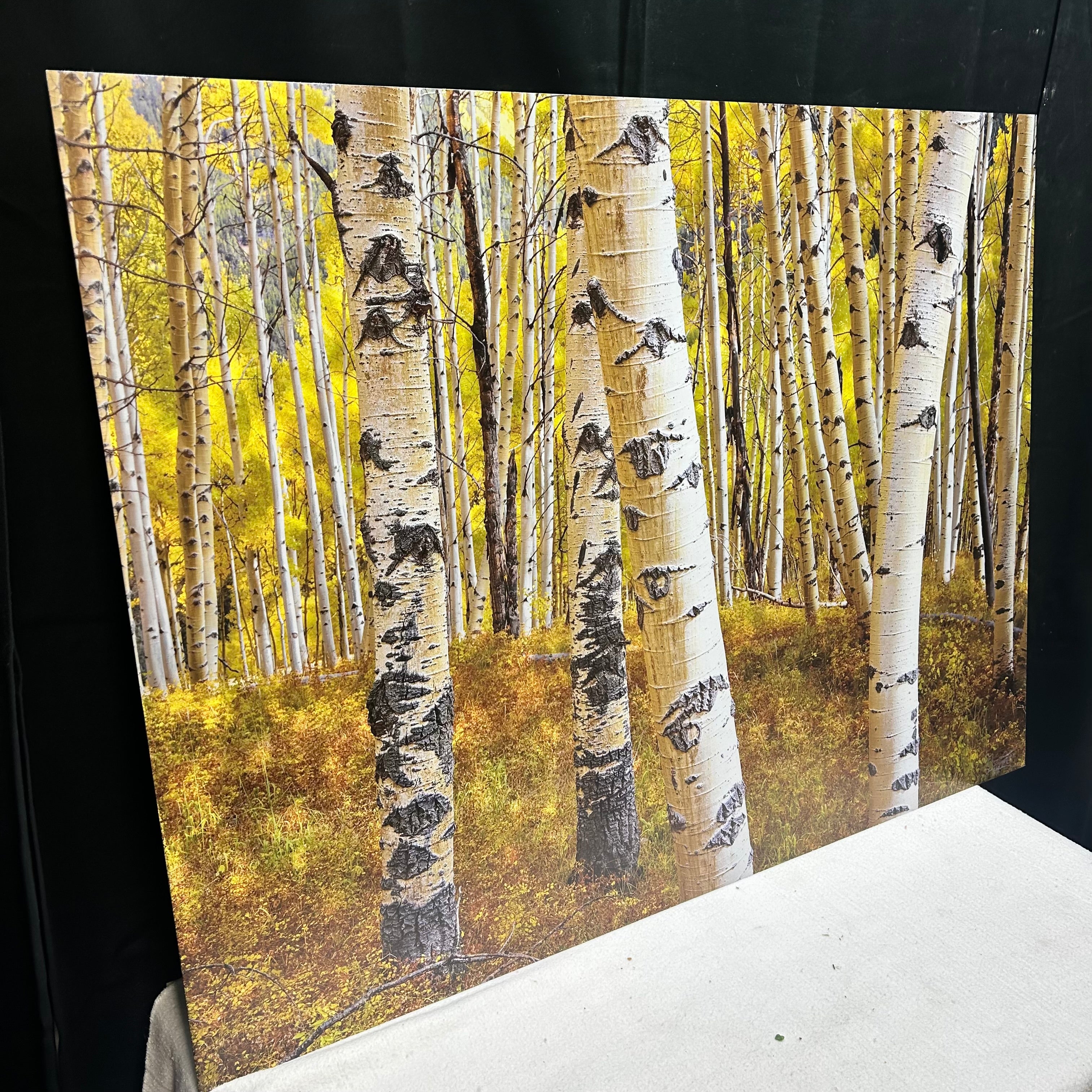 Aspen Tree Photography Signed On Metal Backing 40"x 30"