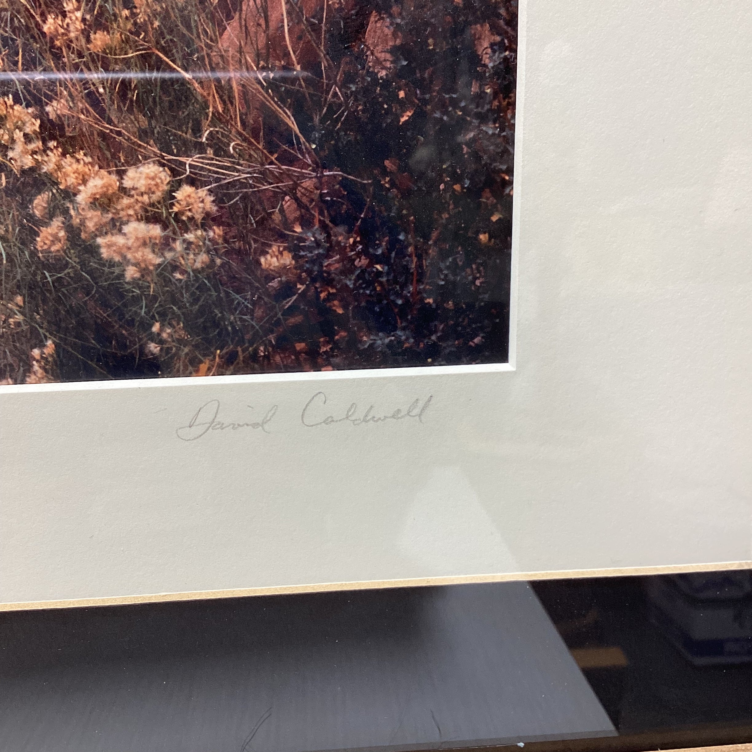 David Coldwell Signed Dessert Photograph In Rustic Wood Frame 28" x 24"