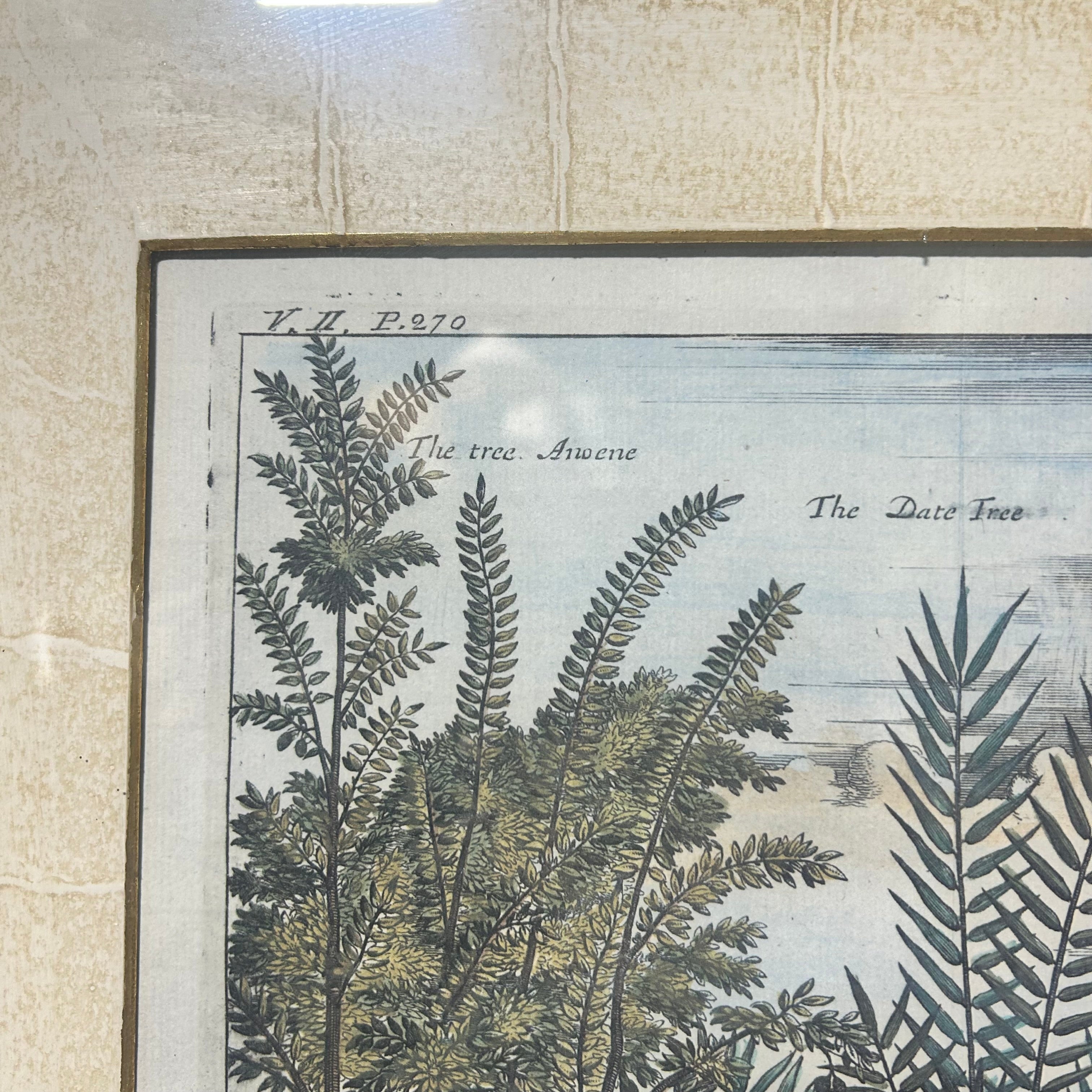 Johan Nieuhof Print Of Tropical Fruit 27'5"x 24"