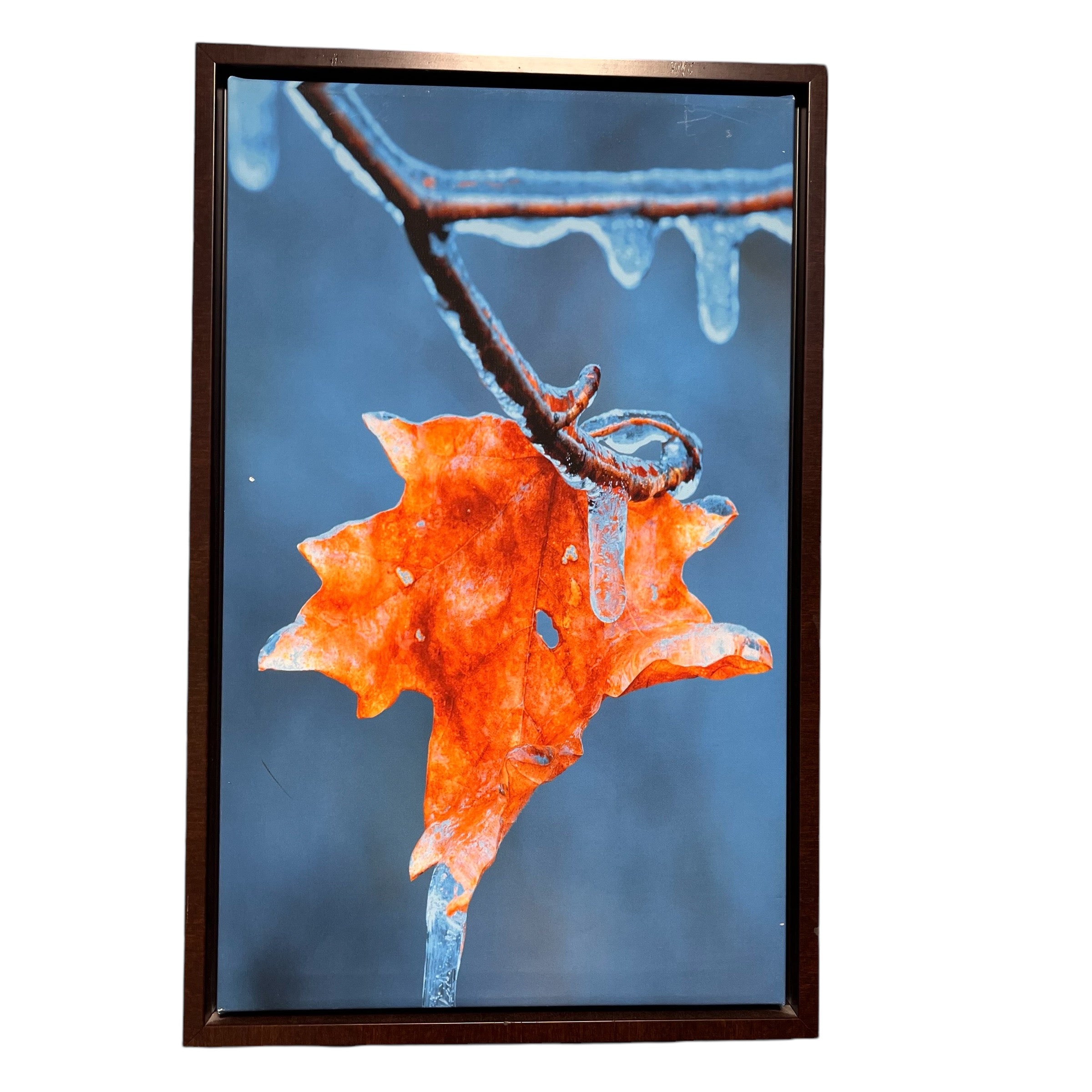 Maple Leaf Photograph Print on Framed Canvas Wall Decor; 18"x 24"