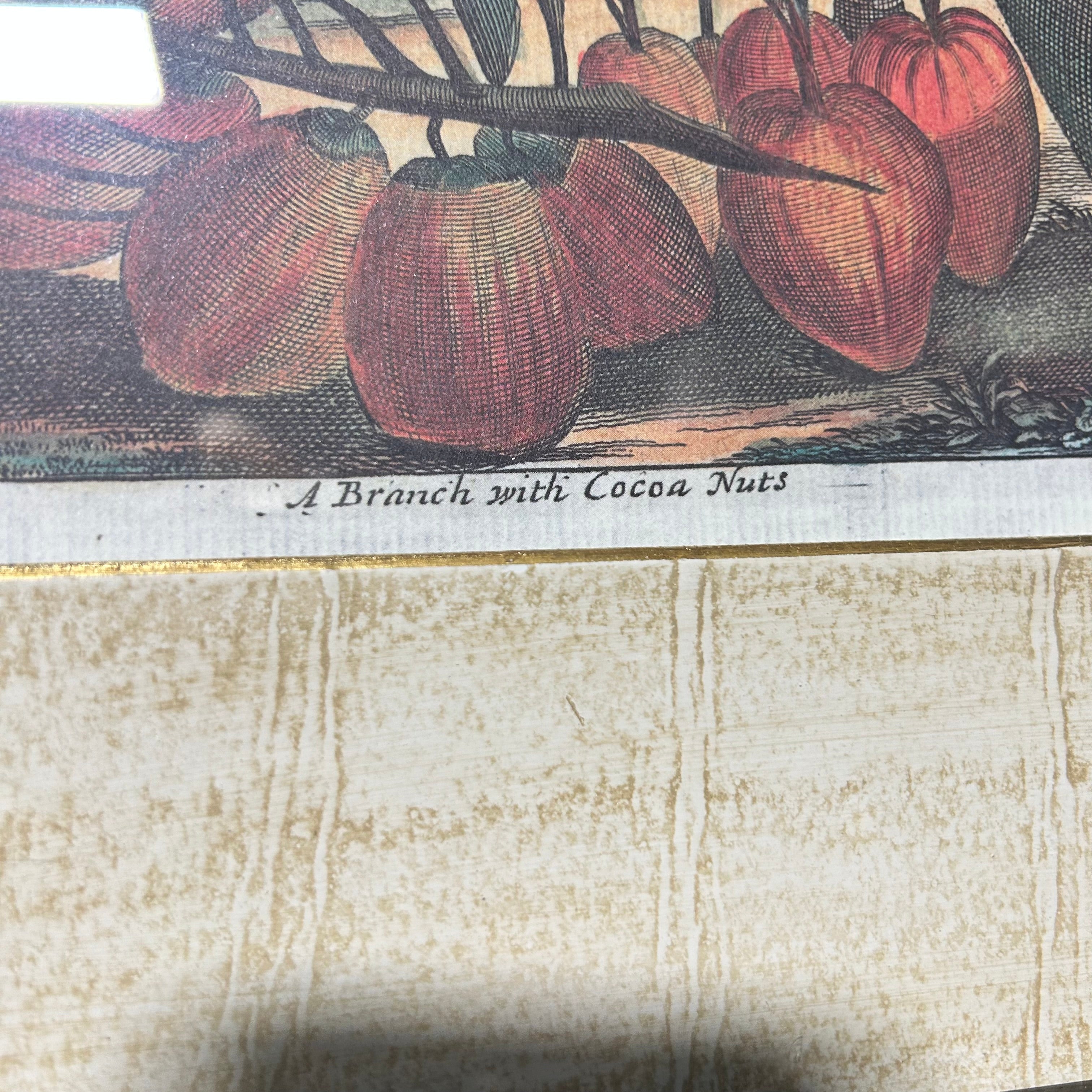 Description: Johan Nieuhof Print Of A Antique Botanical Illustrated Print 27'5"x 24"