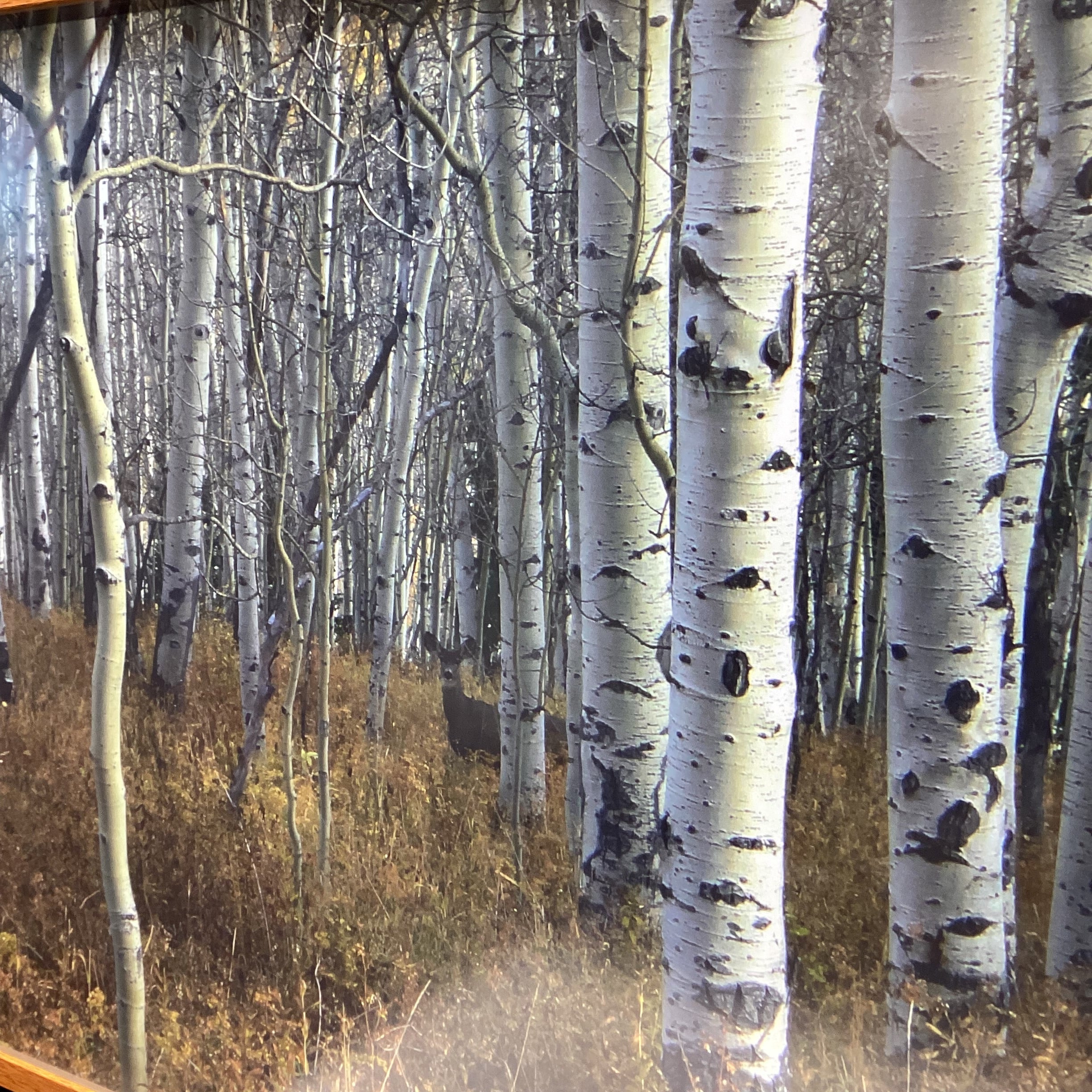 Forest Photograph With Deer In Wooden Frame 36" x 26"