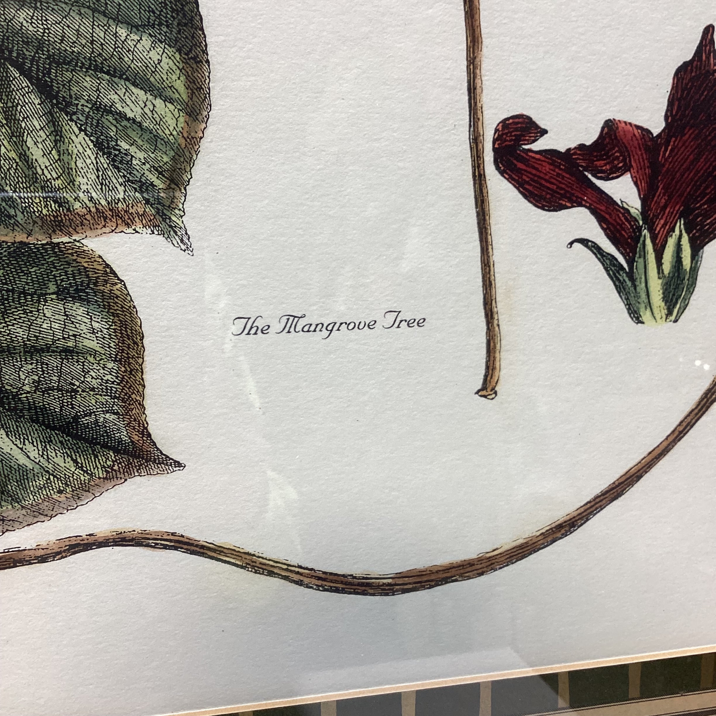 The Mangrove Tree Tab. 134 Framed Print 34.5" x 29.5"