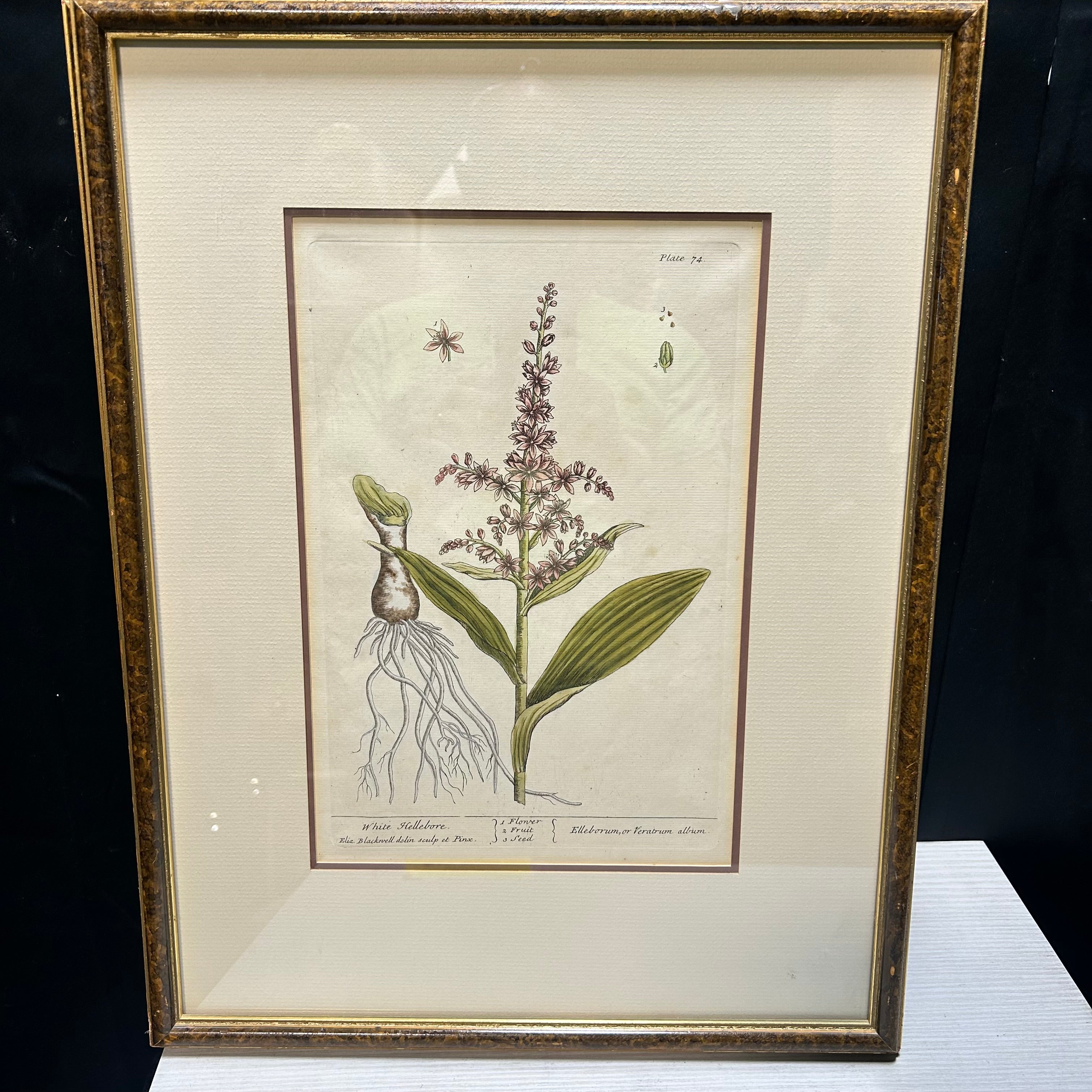 Elizabeth Blackwell Hand Colored Botanical Engraving Print 15.5"x 20.5"
