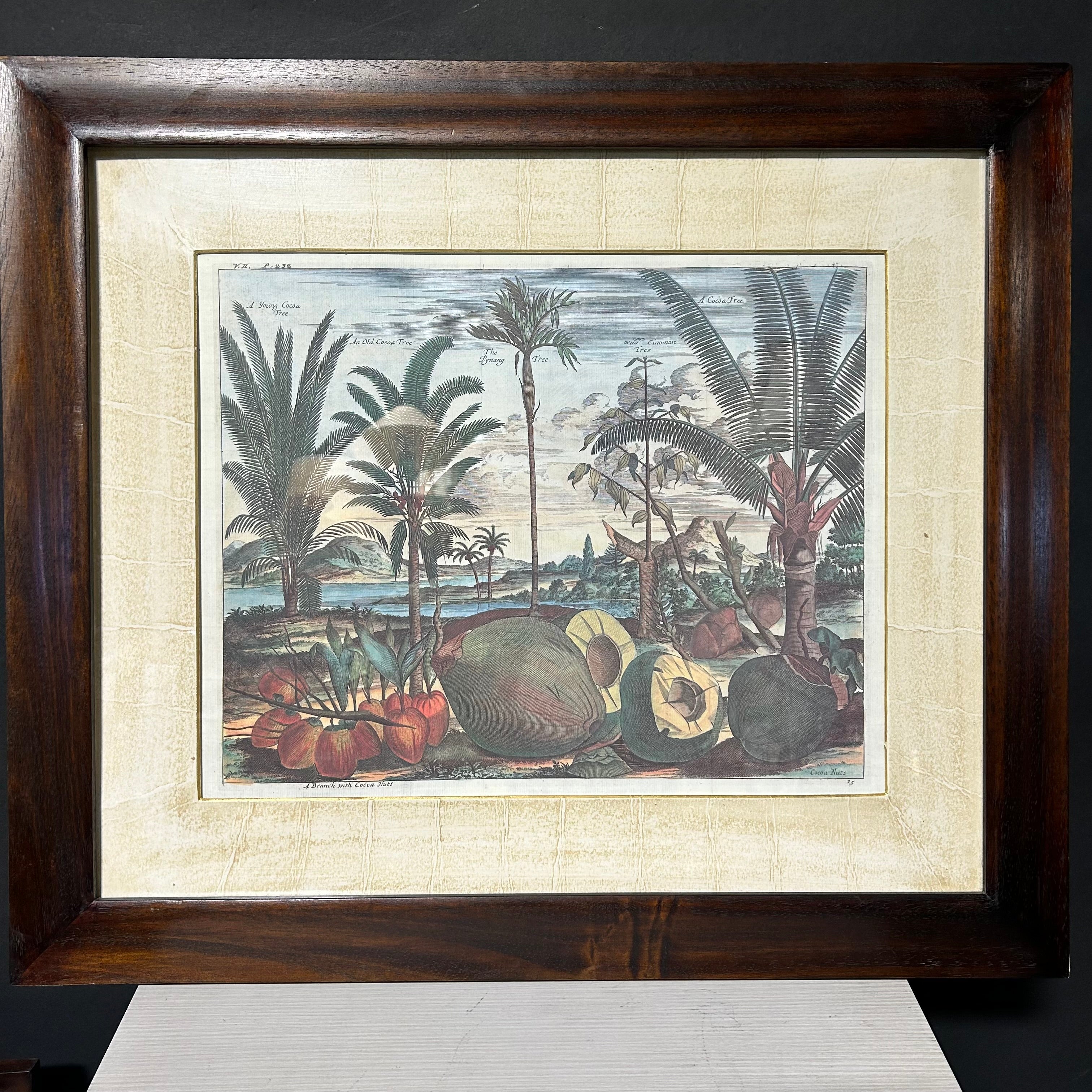 Description: Johan Nieuhof Print Of A Antique Botanical Illustrated Print 27'5"x 24"