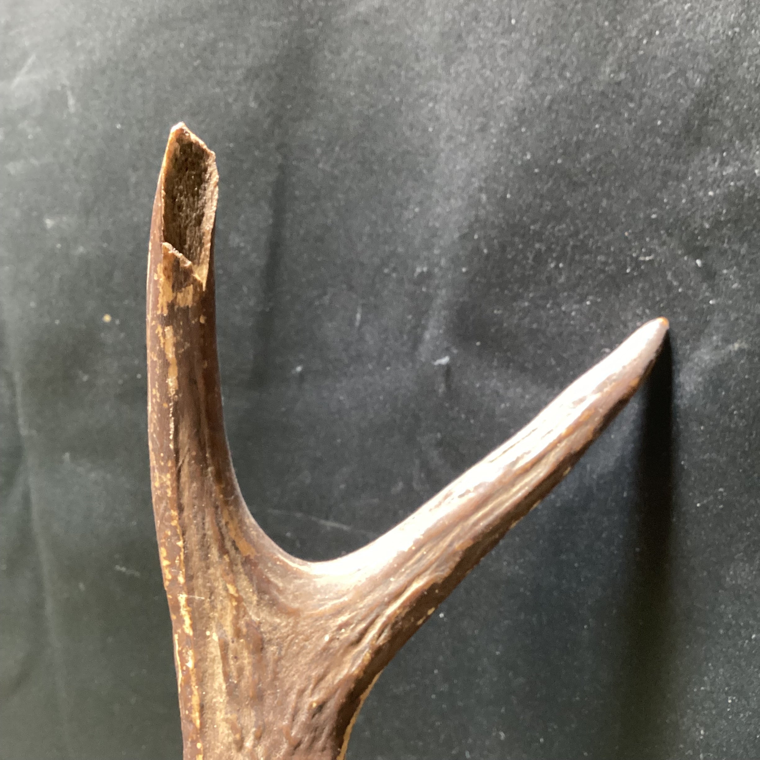 Antique - Vintage Carved Wood Deer Head With Real Antlers 14" x 28"