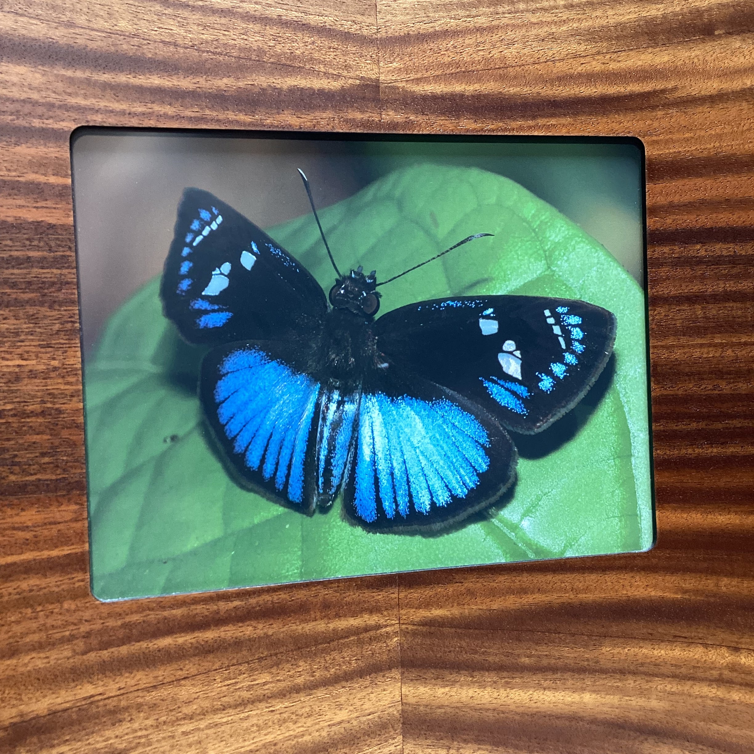 Steve Graser Powder-Blue Skipper Butterfly Photograph In Flame Mahogany Wood Frame 30" x 23"