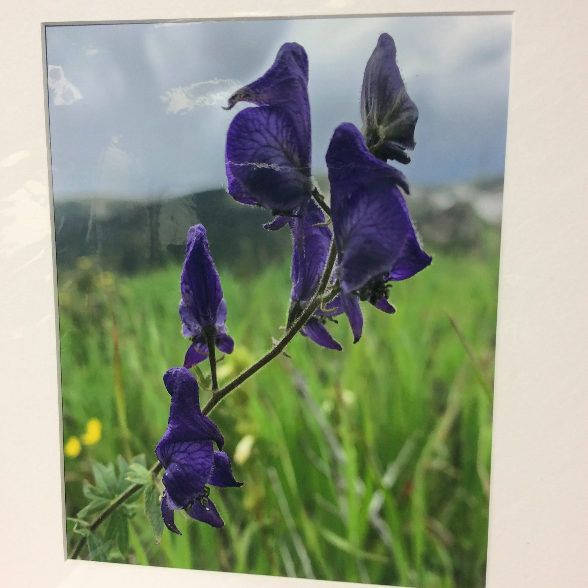 Matted W/Out Frame Signed "Monkshood" Flower Photograph 12" x 14"