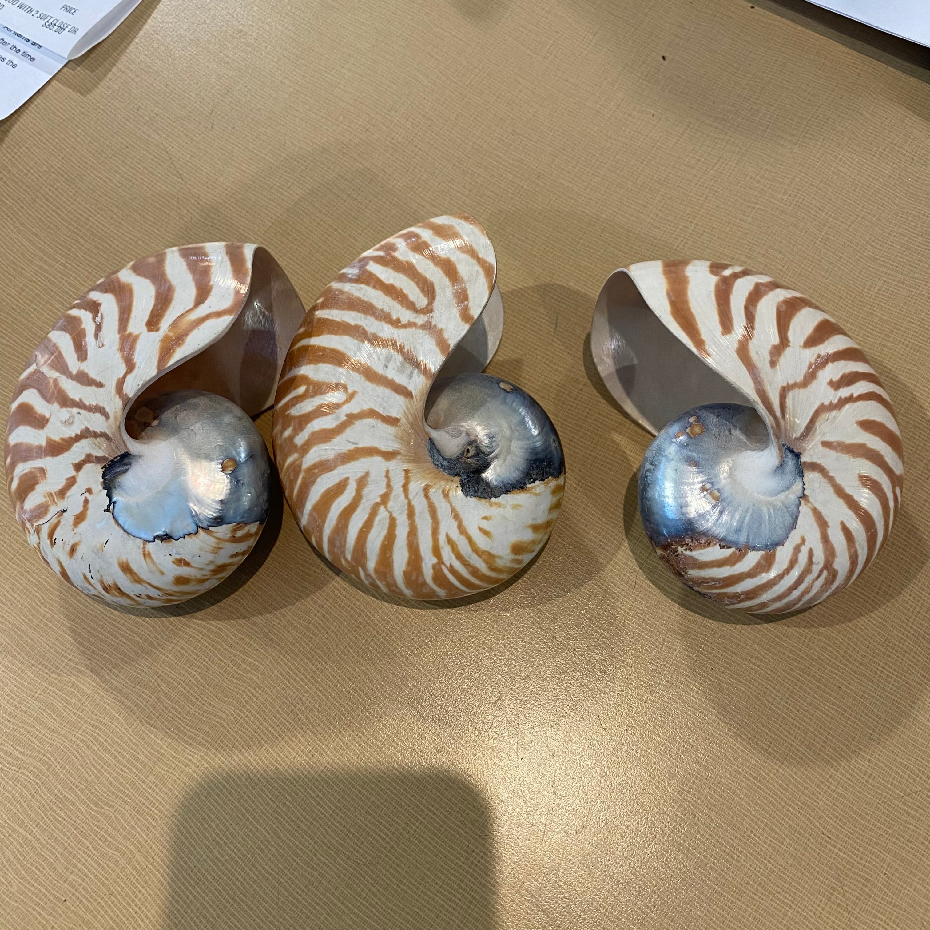 Small Nautilus Circle of Life Sea Shell 3"x 4"