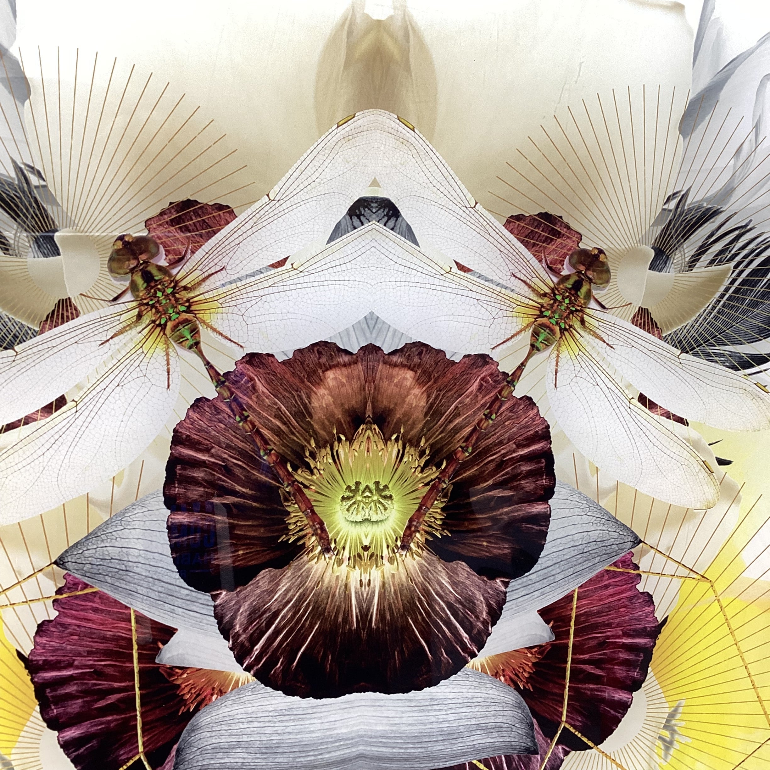 Symmetrical Dragonfly/Nature Photograph Print With Gold Geometric Details 30" x 30"