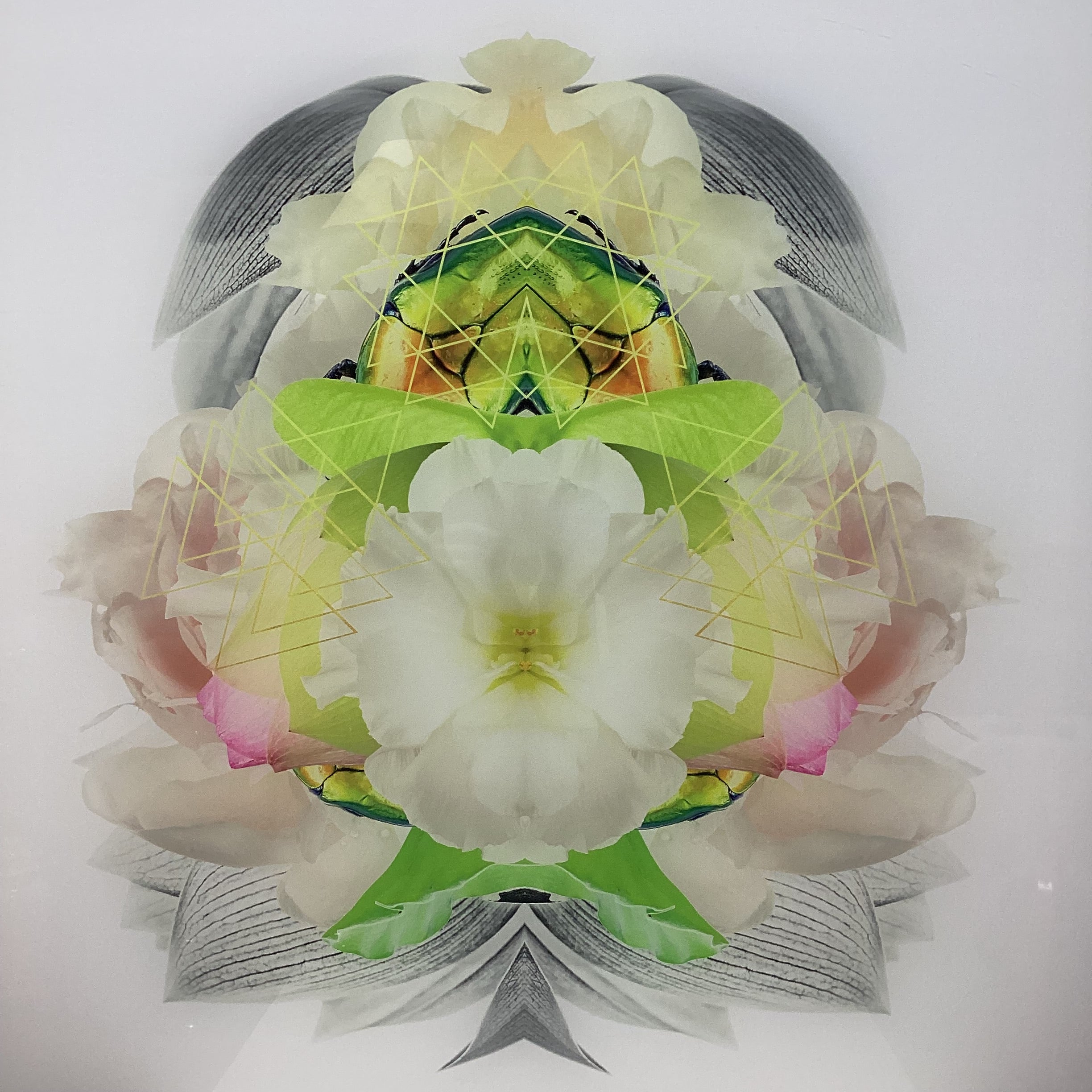 Symmetrical Beetle/Nature Photograph Print With Gold Triangular Details 30" x 30"