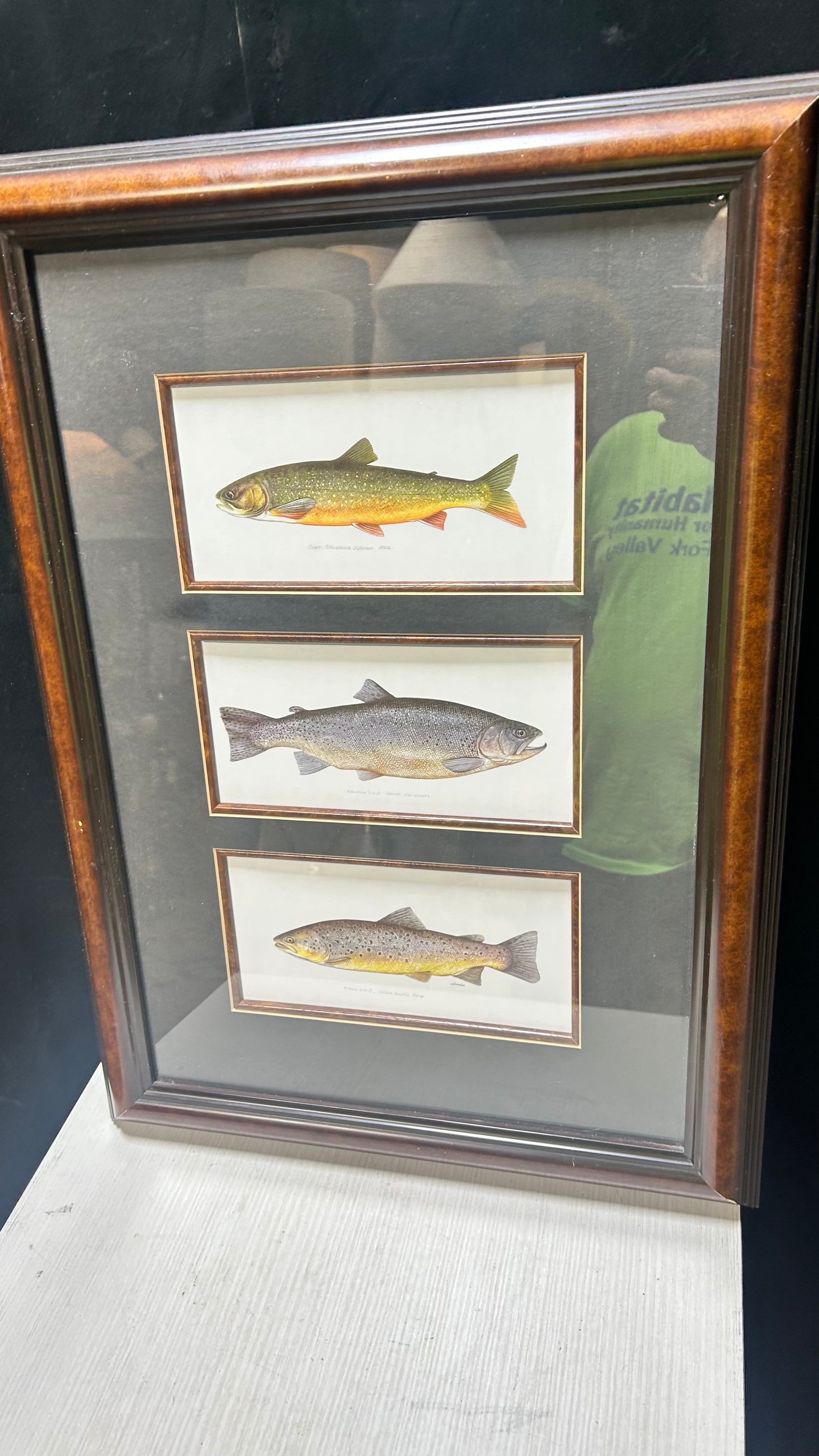 Framed Trout Illustration 19"x 26"