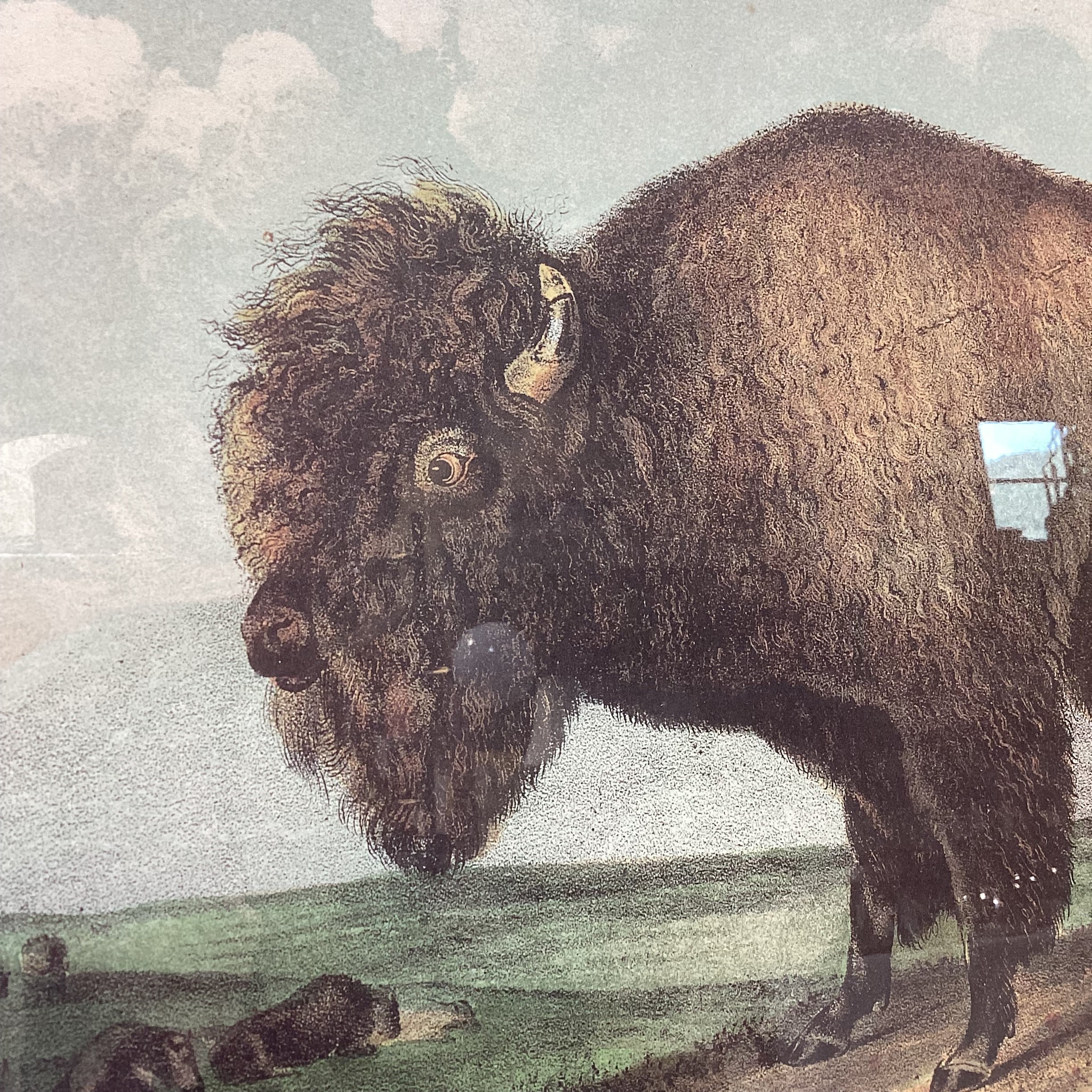 John Audubon "American Bison or Buffalo" Framed Lithograph Print 33.5" x 27.5"