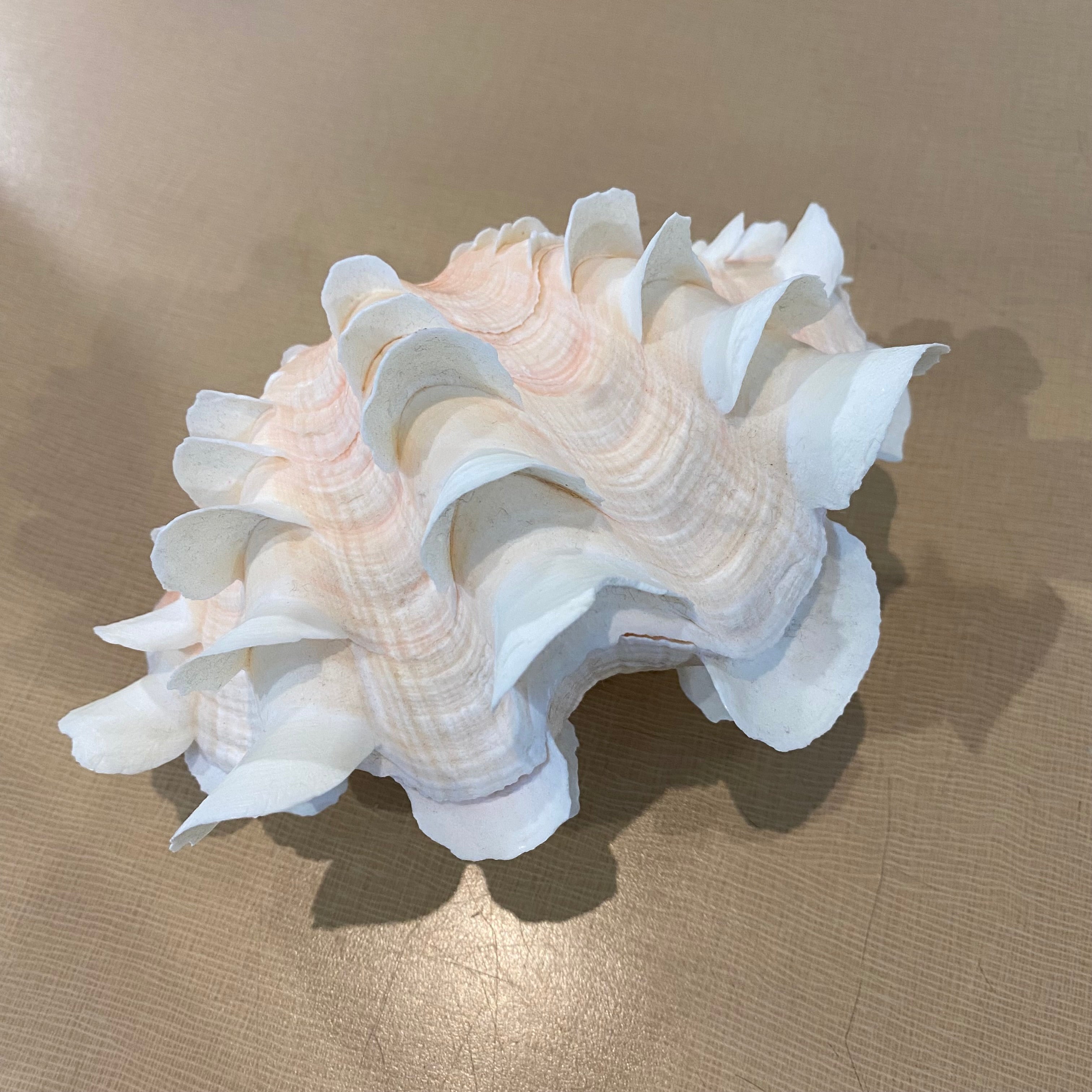 Tridacna Fluted Pair Clam Shells 8"x 5"x 5"