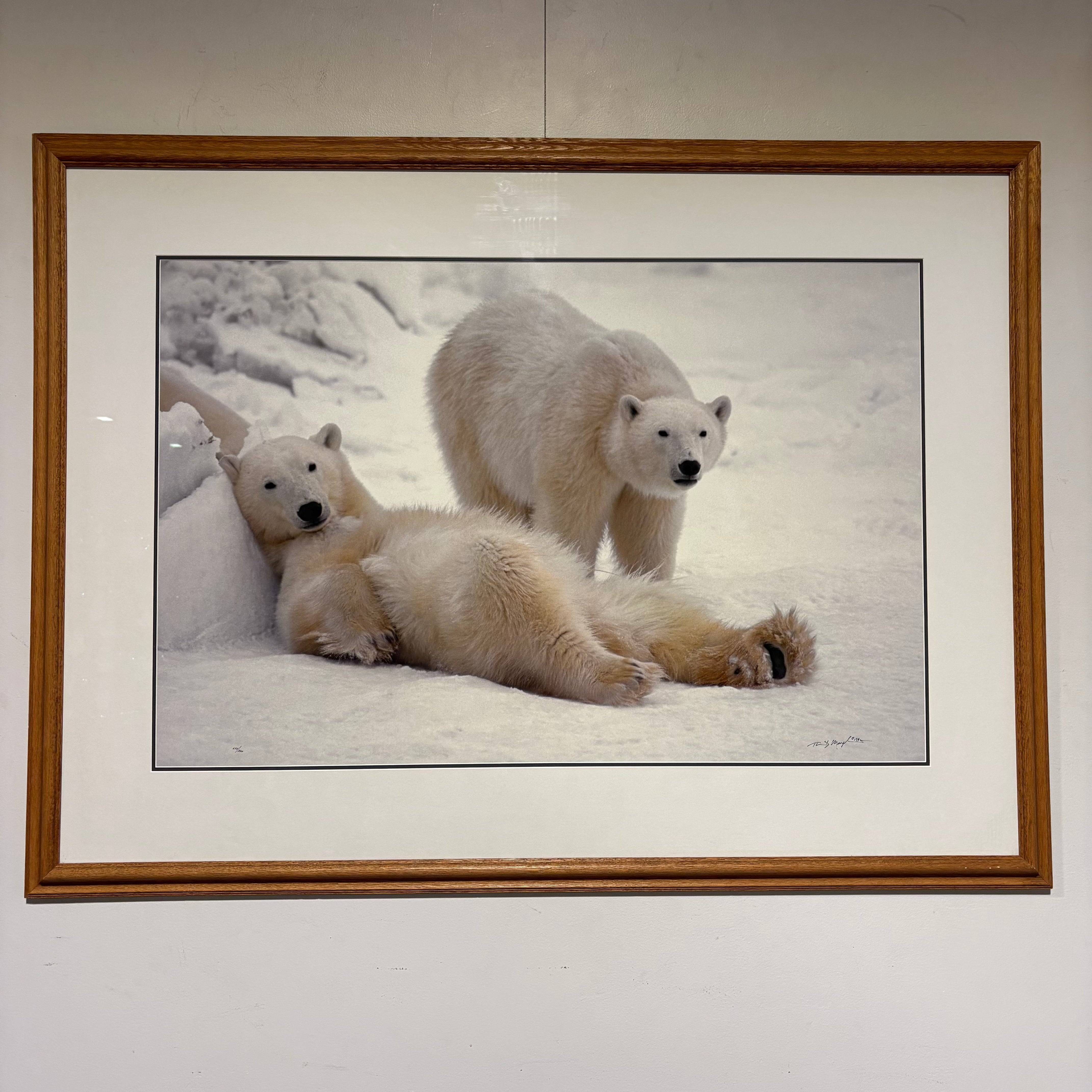 Thomas Mangelsen “Bad Boys of the Arctic” Signed and Frame Wall Decor 58” x 44”