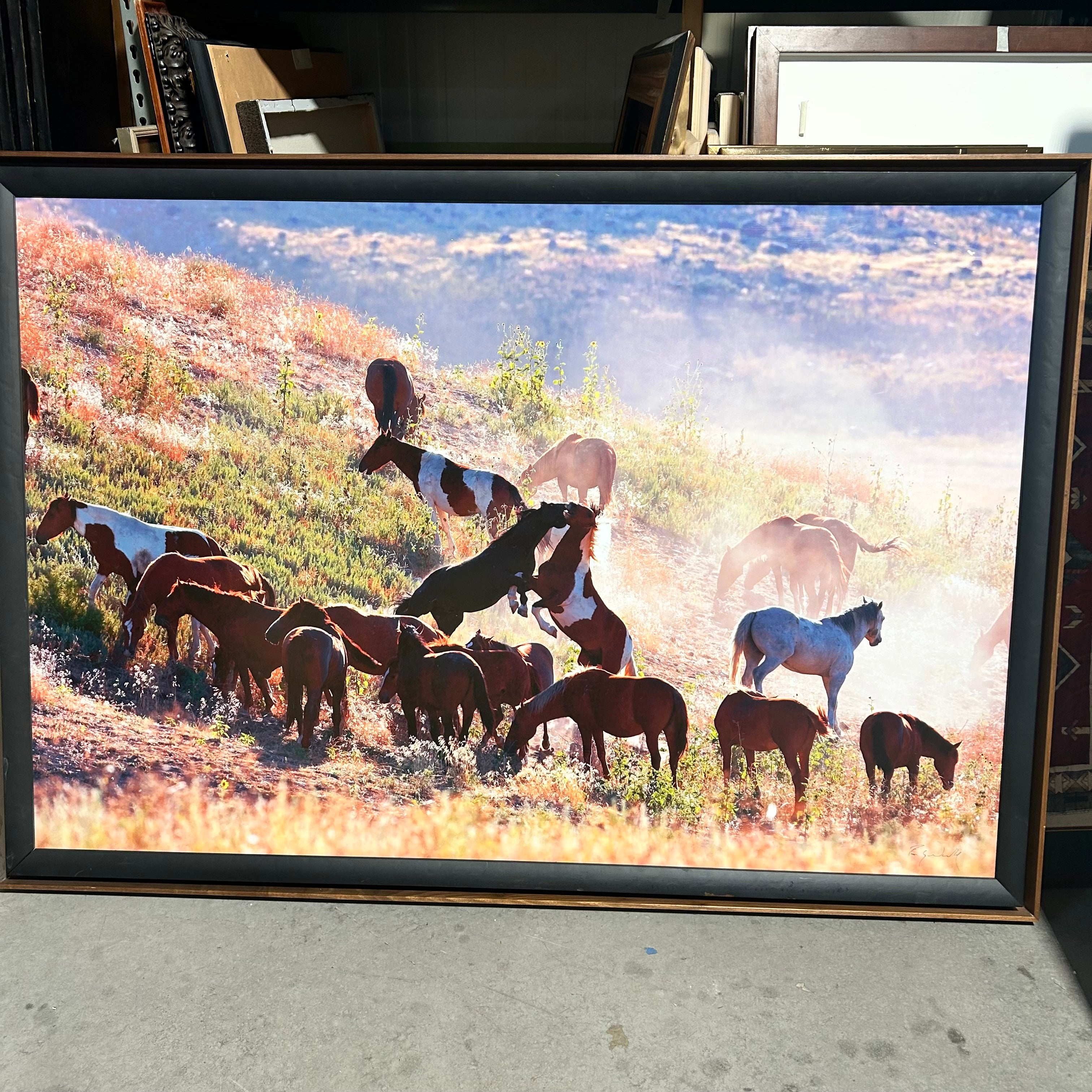 Large Wild Horse Photography 62.5x 43.5"