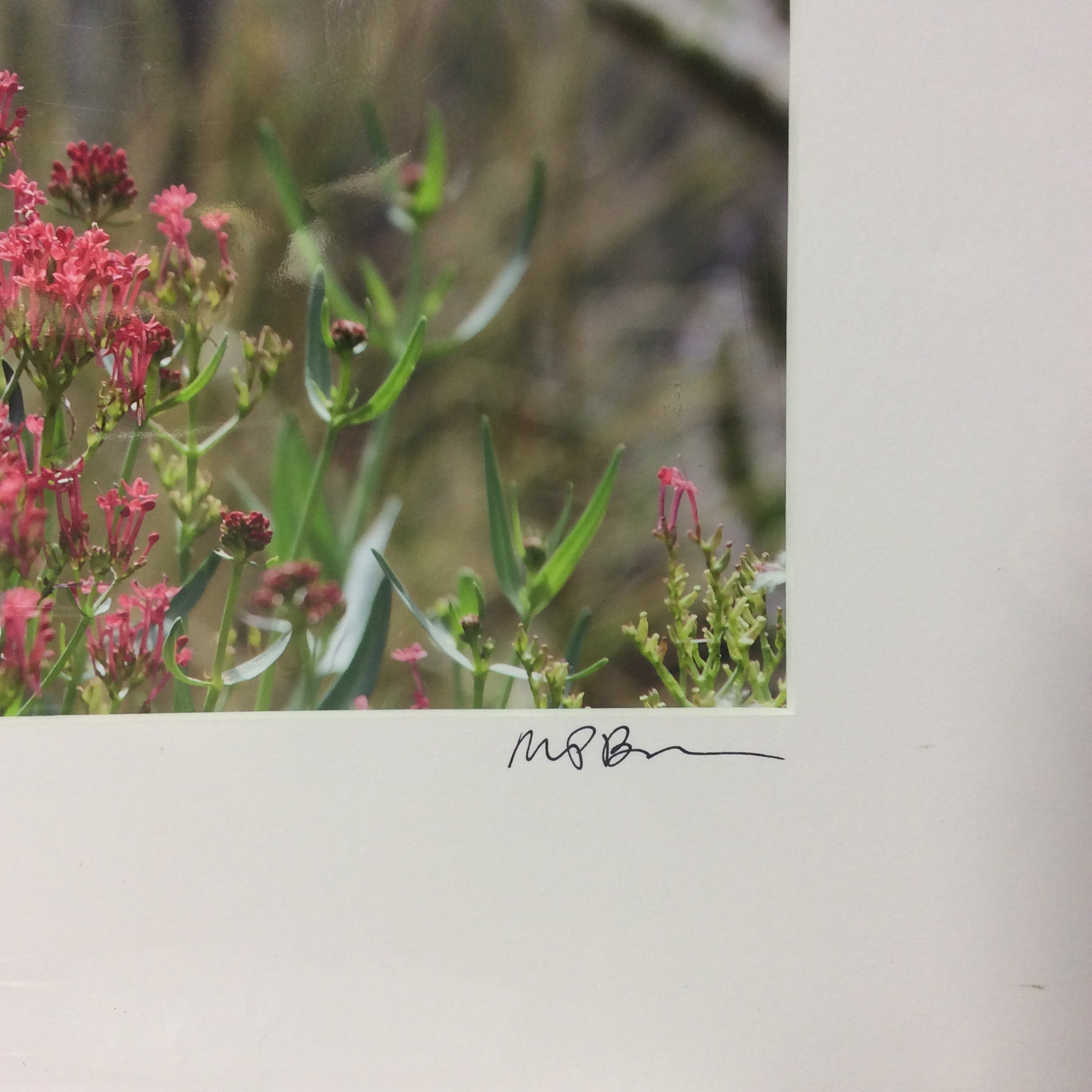 Matted W/Out Frame Signed "Valerian Dreams" Hummingbird Photograph 20" x 17"