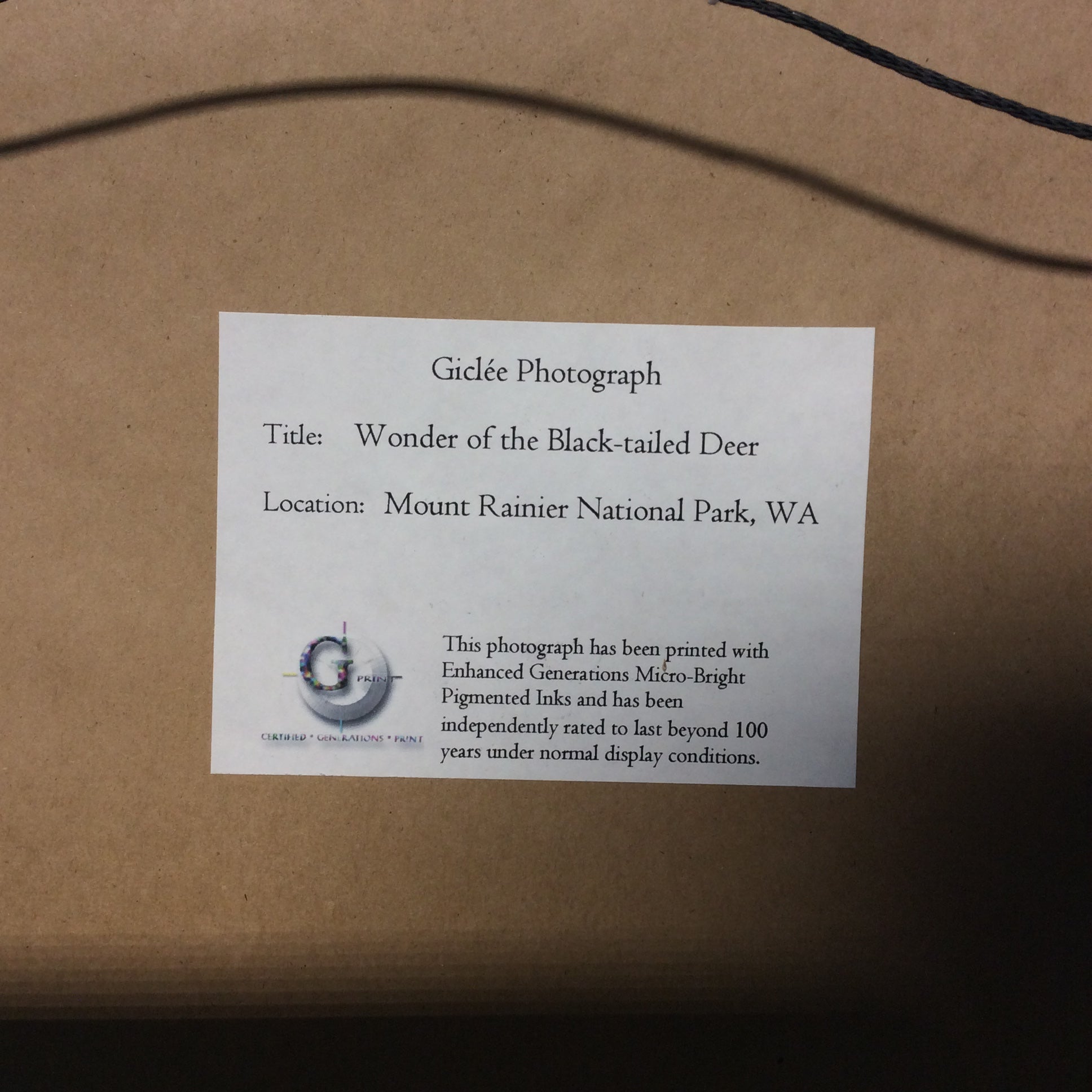 Paul Zautely Signed "Wonder Of The Black-tailed Deer" Giclee Photograph In Frame 25 1/4" x 19 1/2"