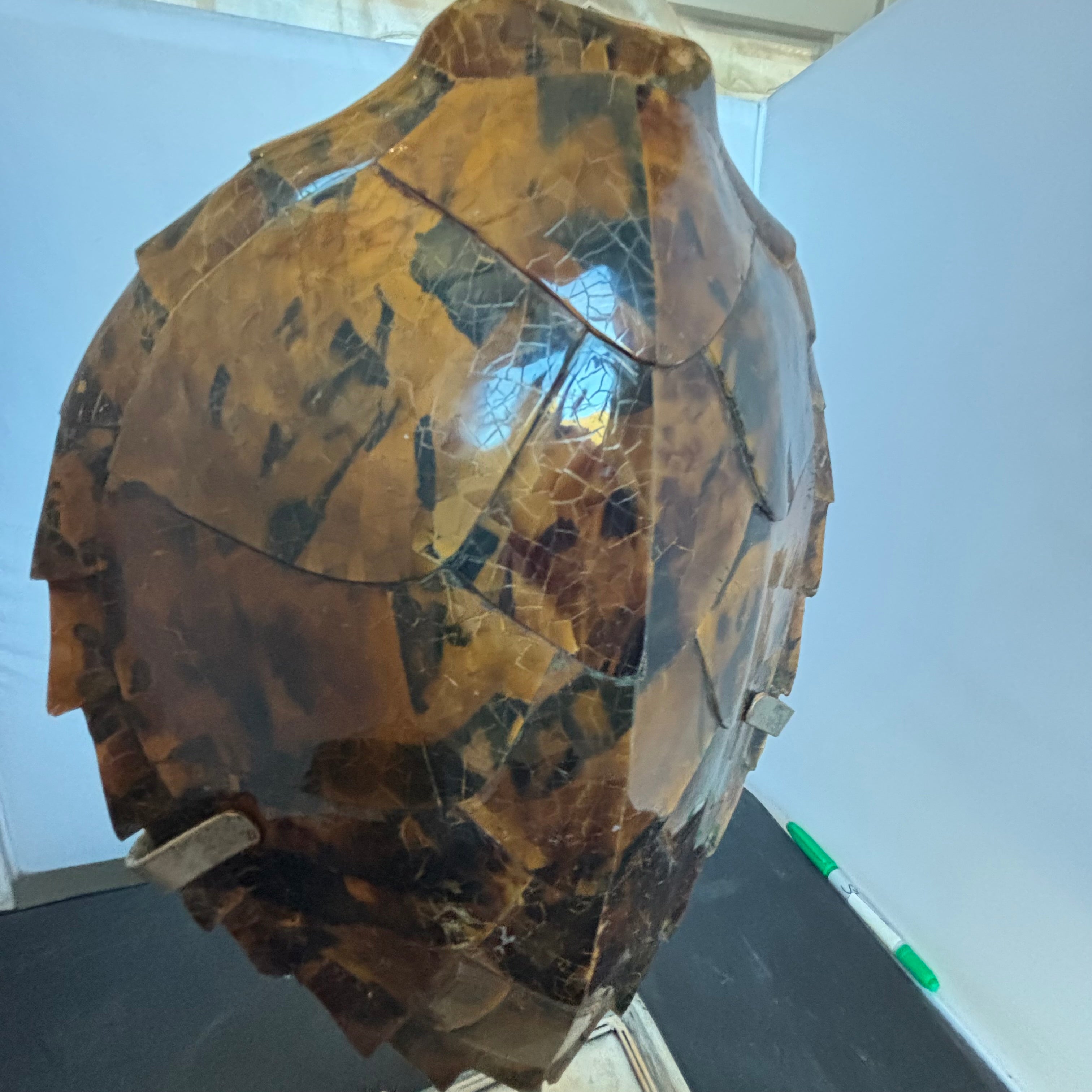 Decorative Detailed Faux Turtle Shell on Metal Stand, 8" x 17"