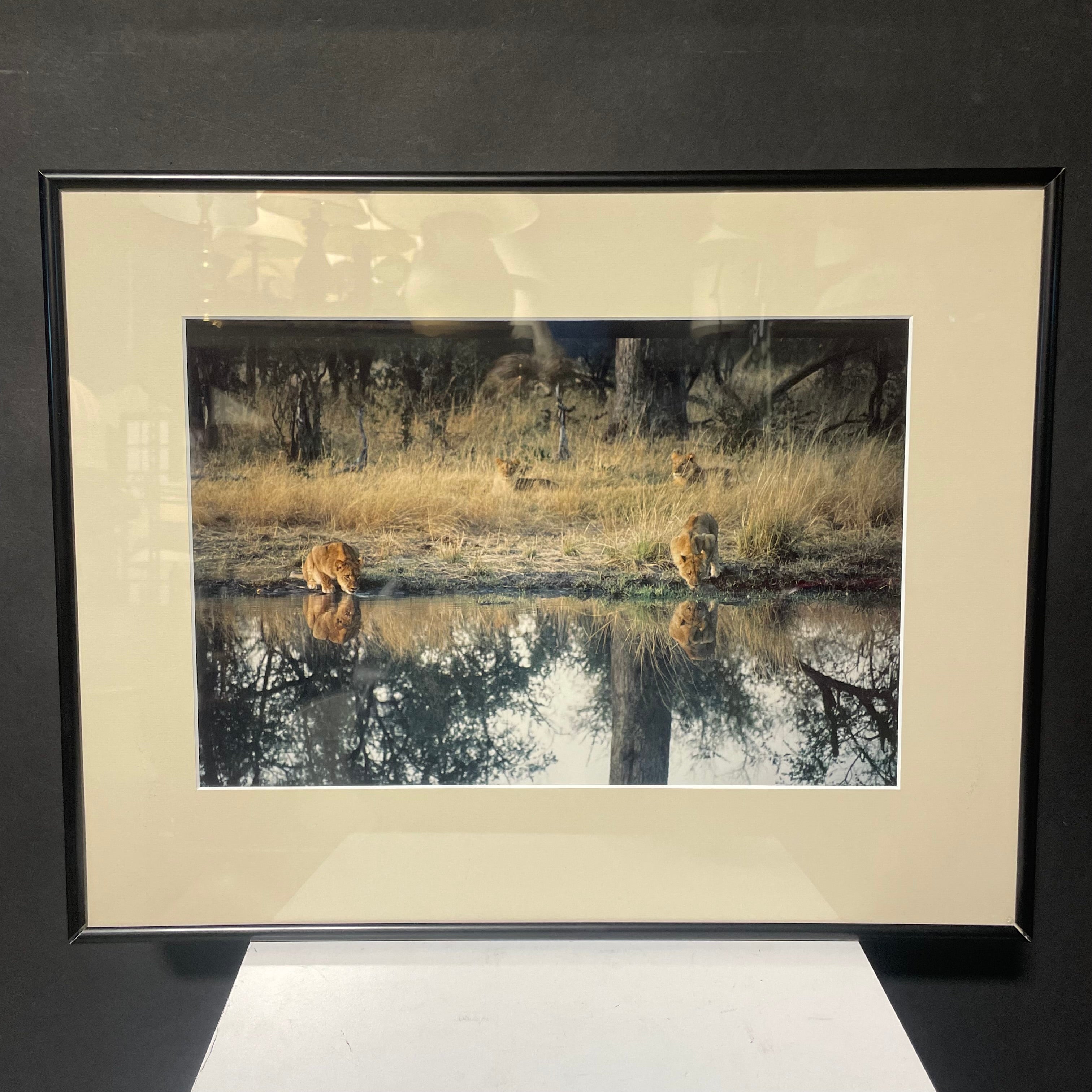 Lions Drinking At The Watering Hole Photograph In A Black Frame 19" x 15"