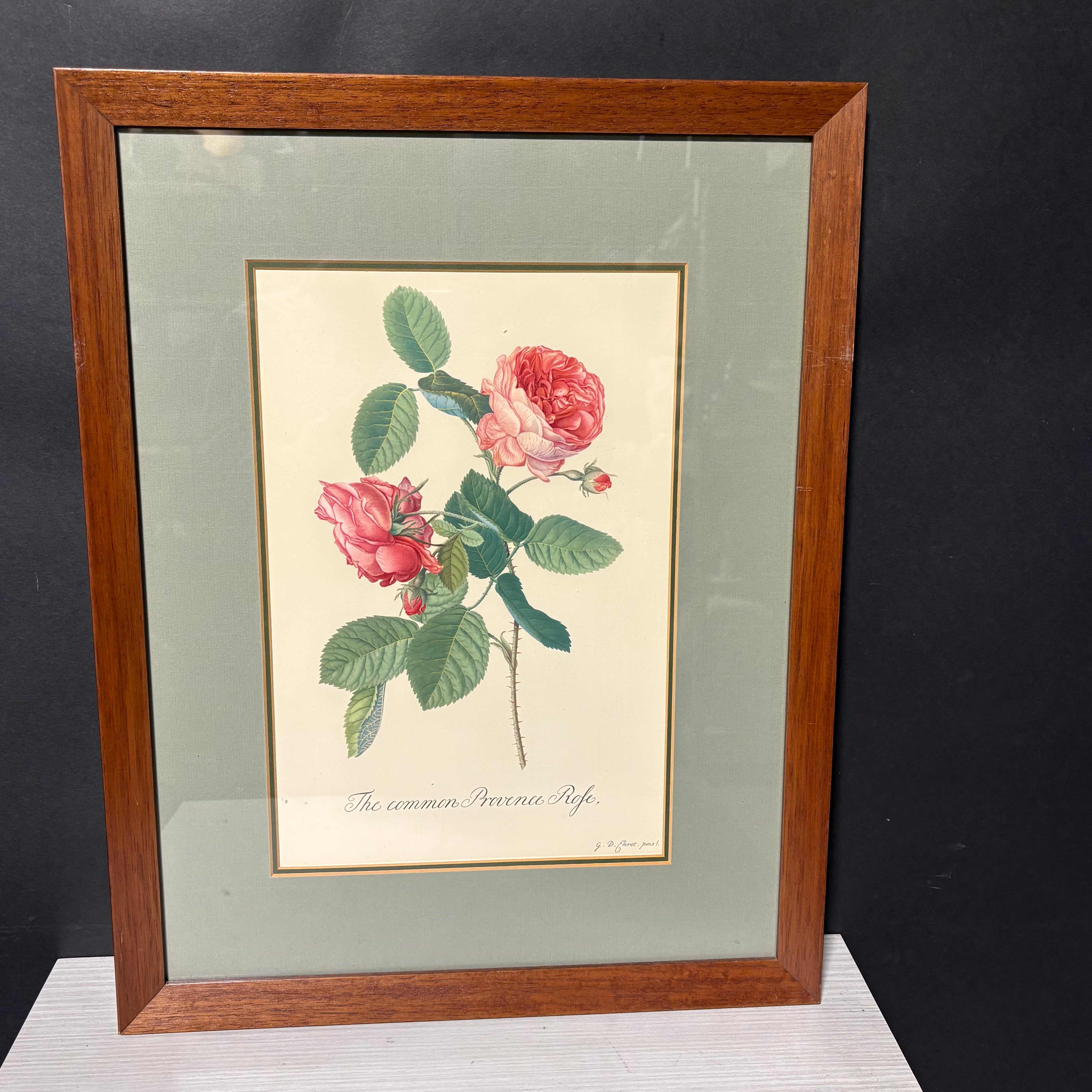 Georg D. Ehret Rosa Mundi Floral Print Framed Wall Decor 16” x 21”