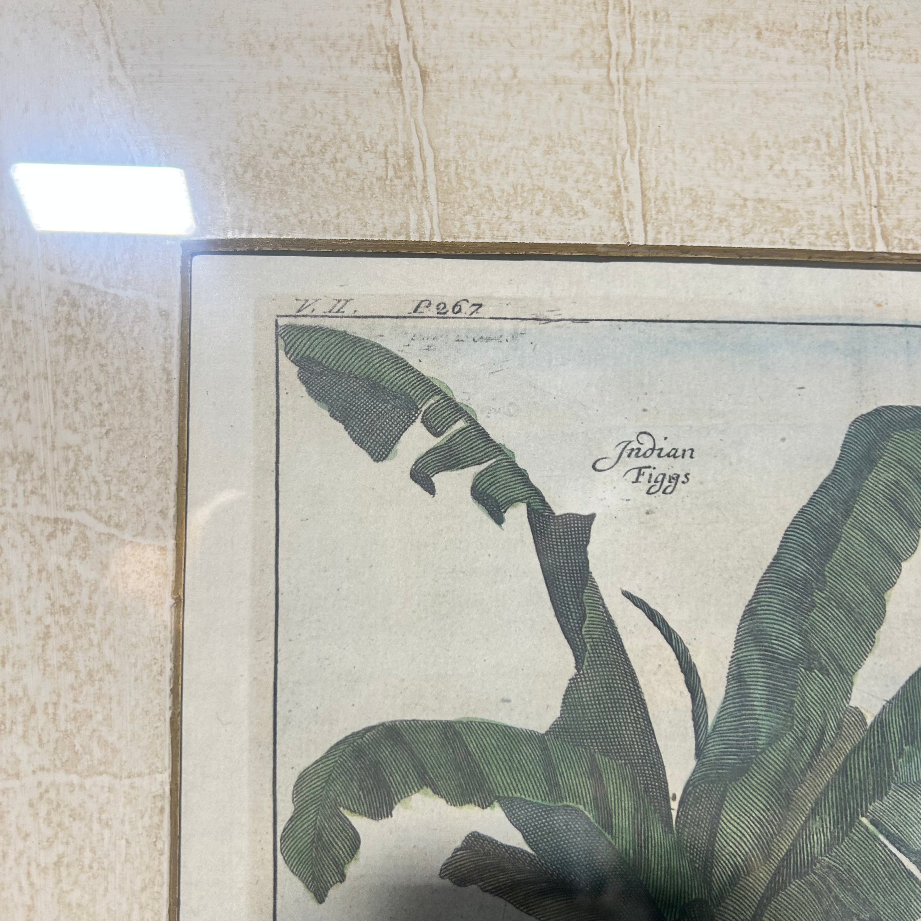 Johan Nieuhof Print Of A Antique Botanical Illustrated Print 27'5"x 24"