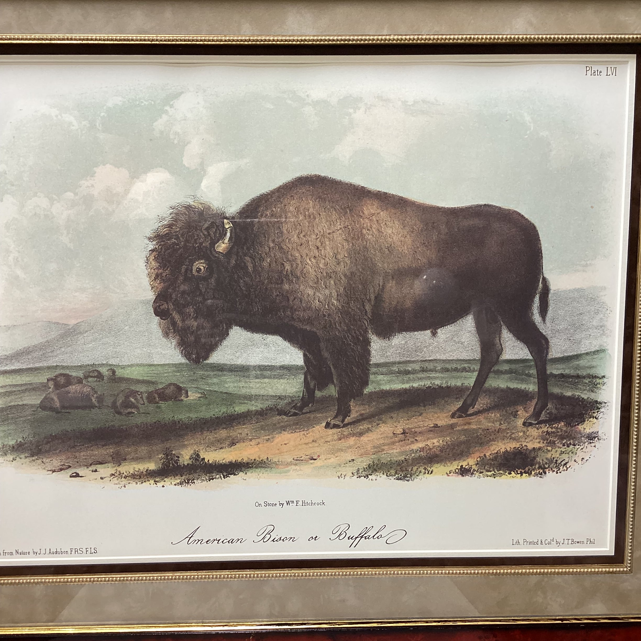 John Audubon "American Bison or Buffalo" Framed Lithograph Print 33.5" x 27.5"