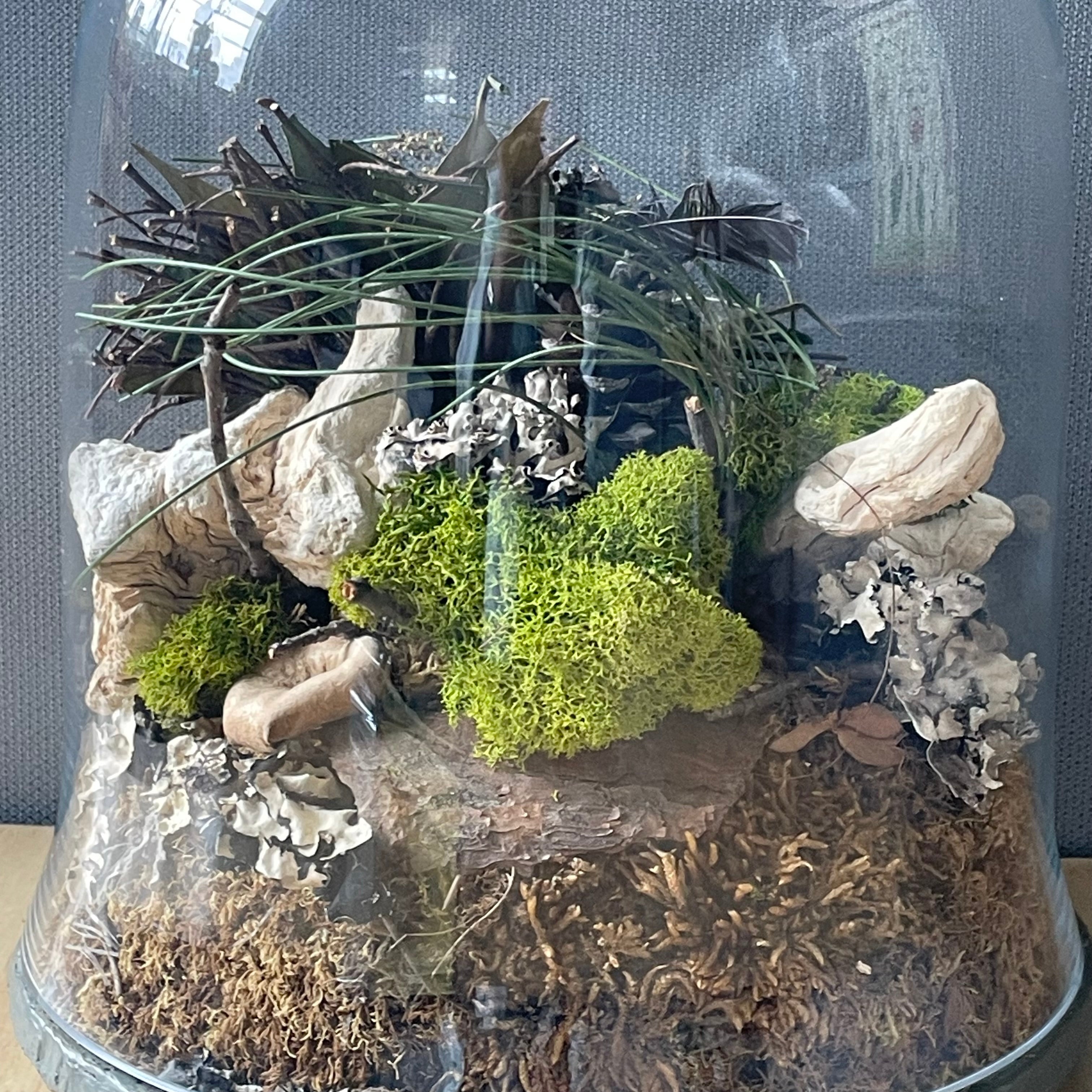 Natural Oddities Glass Cloche Terrarium, 9"x 12.5"
