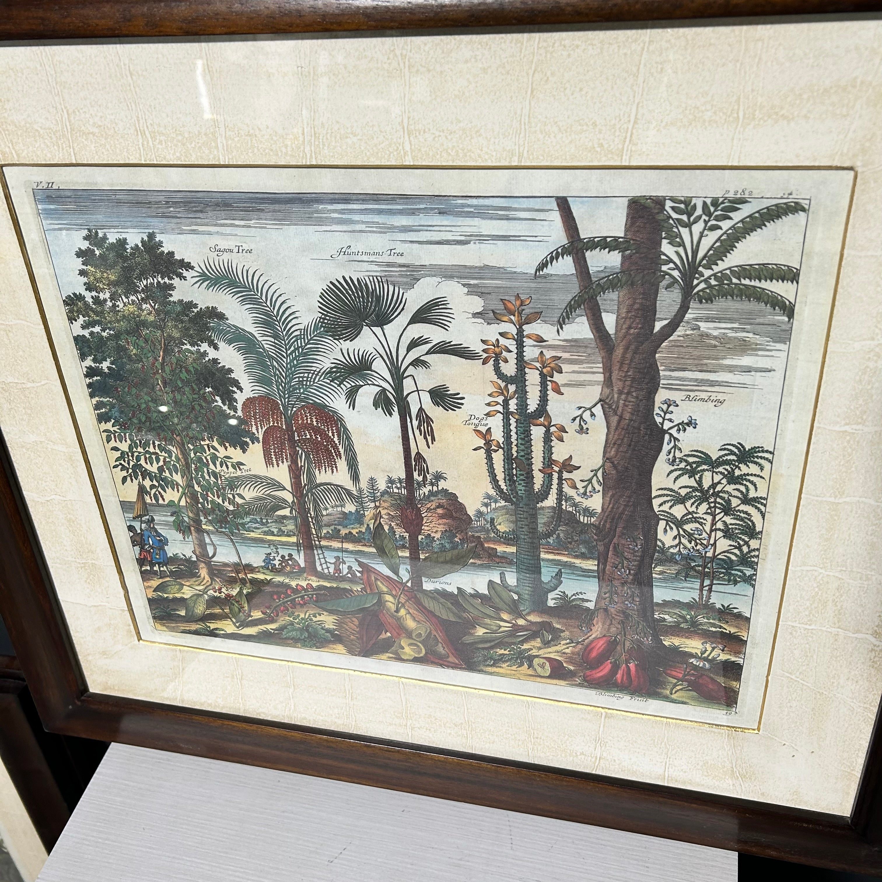 Description: Johan Nieuhof Print Of A Antique Botanical Illustrated Print 27'5"x 24"