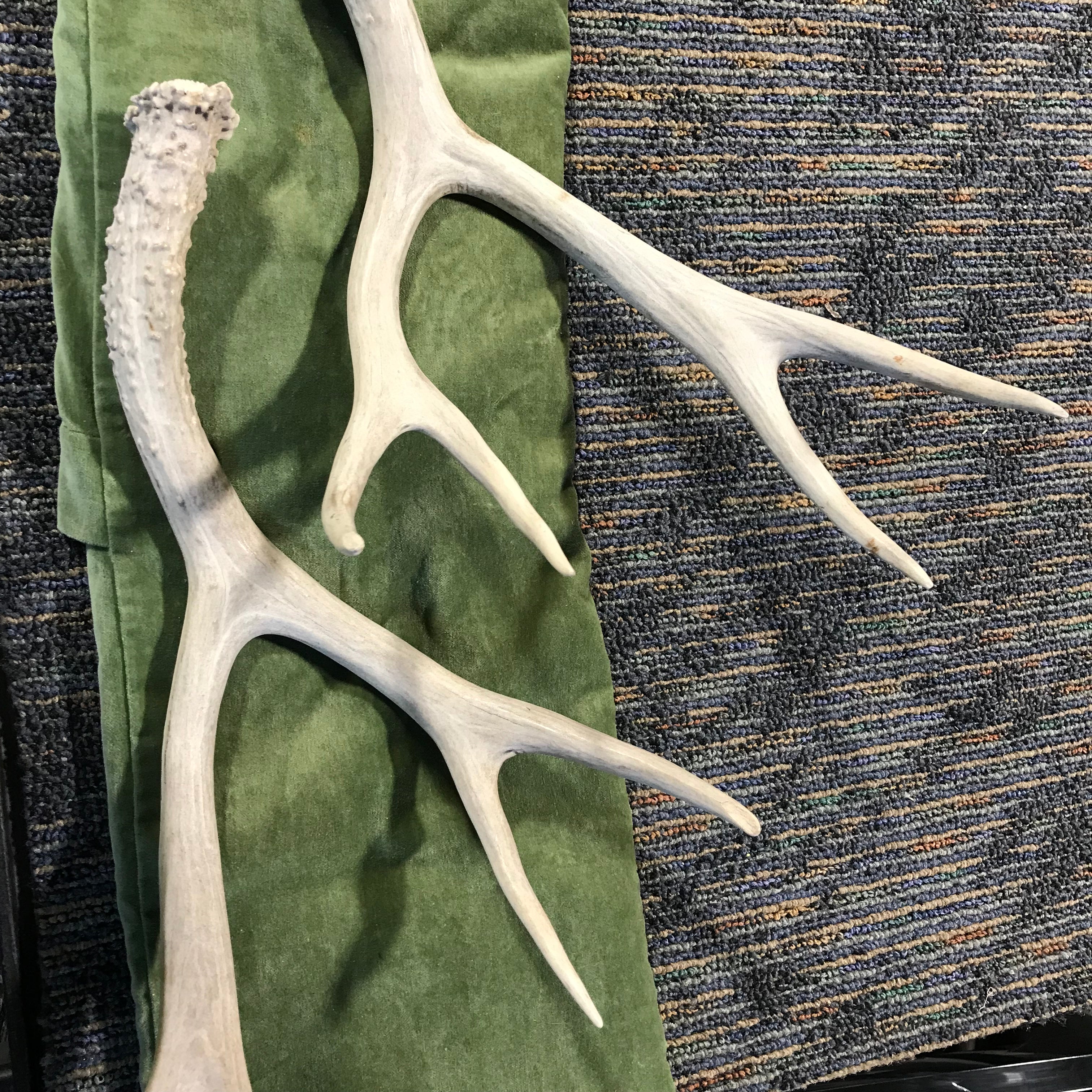 Authentic Deer Antler Sheds