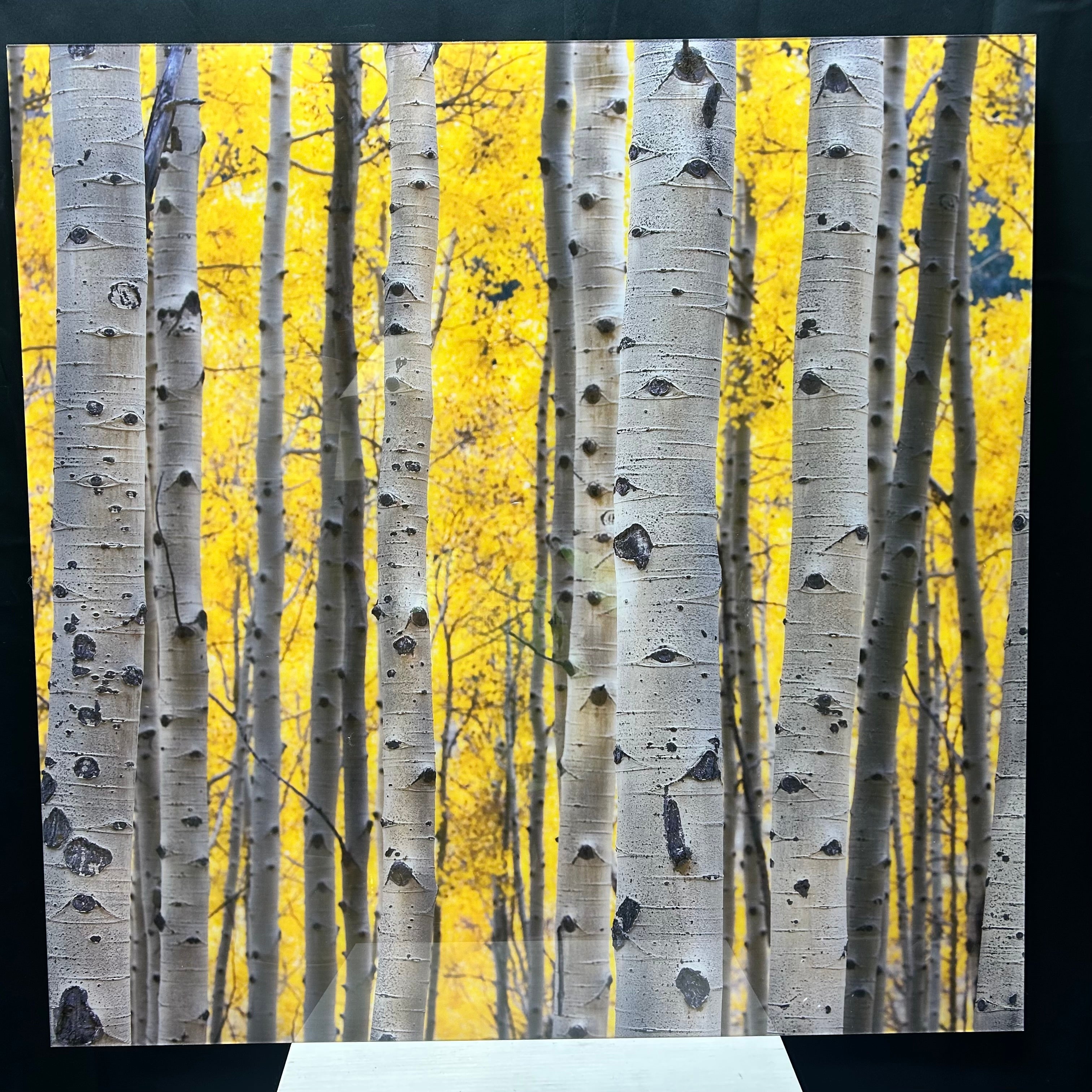 Jamie Cook Acrylic Aspen Trees III Print 40"x 40"