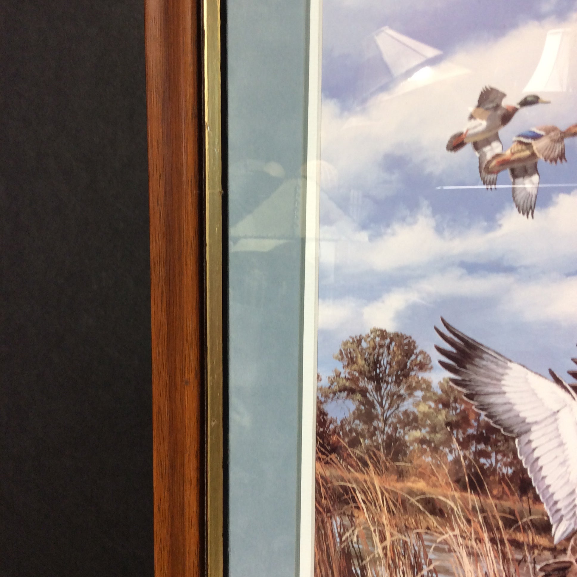 David A. Maass Limited Edition "Abrupt Departure" Print With Duck Stamps In A Wooden Frame 22 3/4" x 22 3/4"