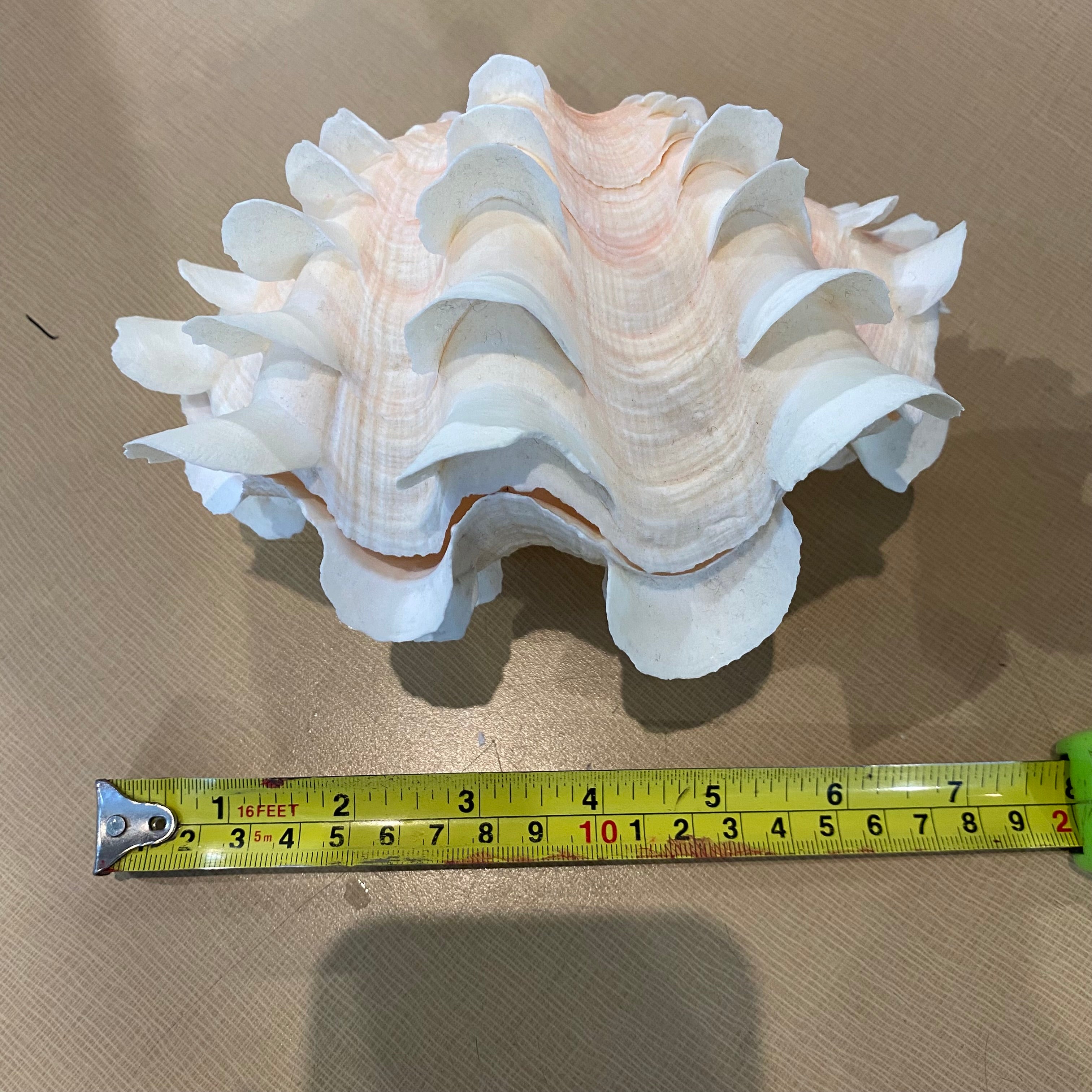 Tridacna Fluted Pair Clam Shells 8"x 5"x 5"