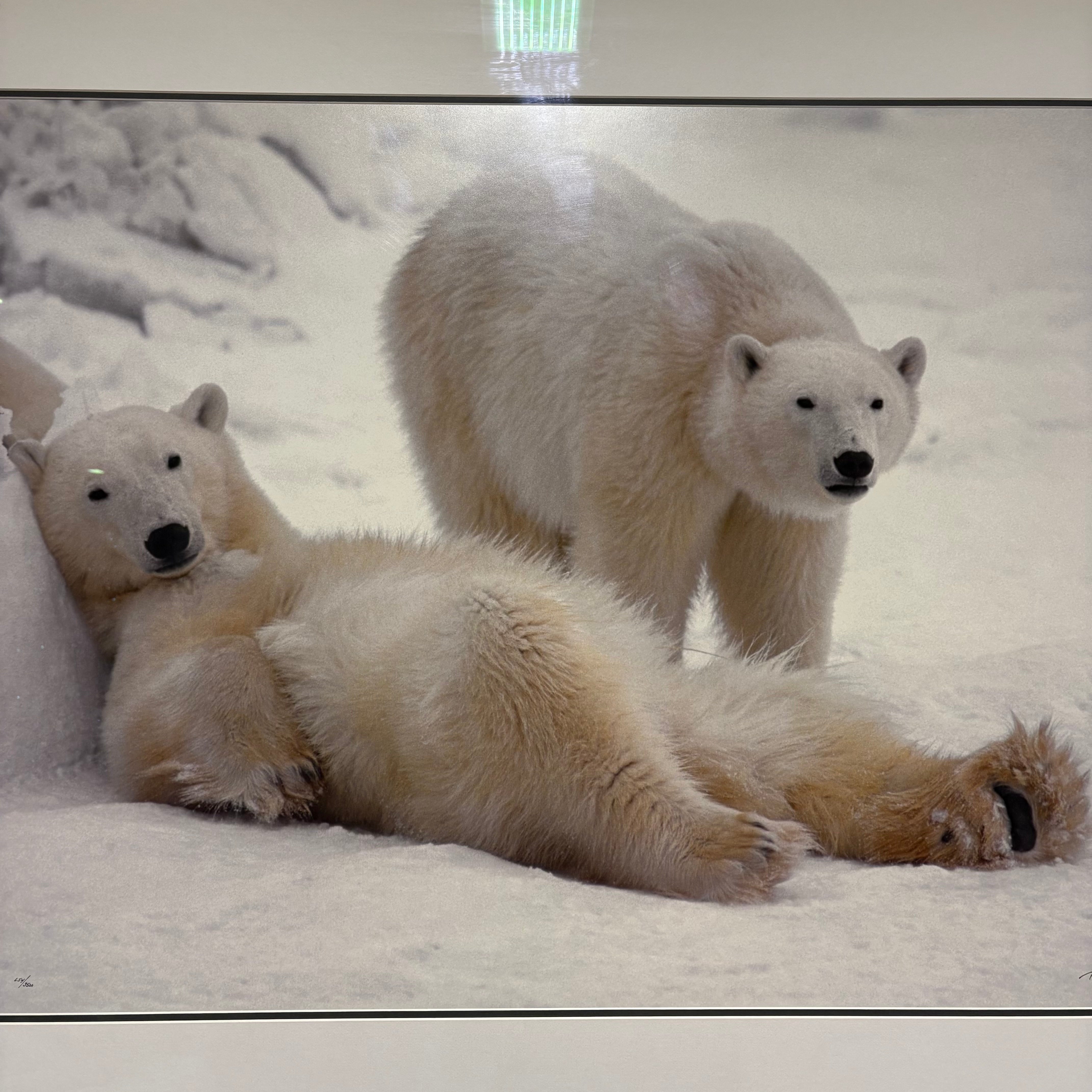 Thomas Mangelsen “Bad Boys of the Arctic” Signed and Frame Wall Decor 58” x 44”