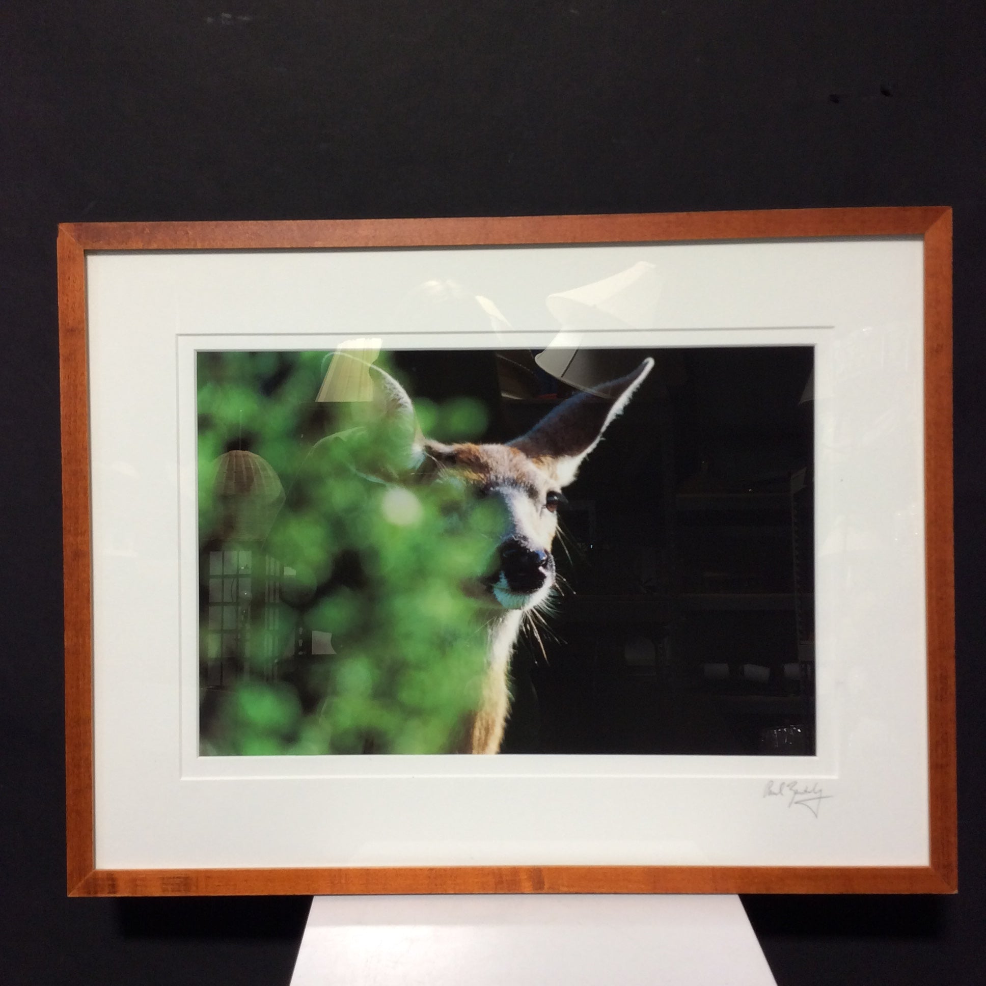 Paul Zautely Signed "Wonder Of The Black-tailed Deer" Giclee Photograph In Frame 25 1/4" x 19 1/2"