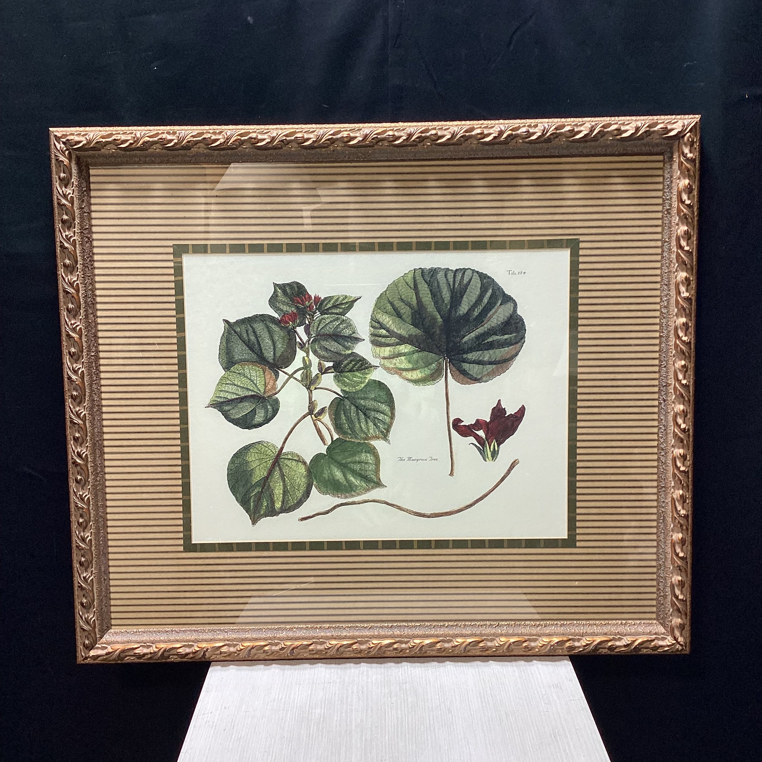 The Mangrove Tree Tab. 134 Framed Print 34.5" x 29.5"