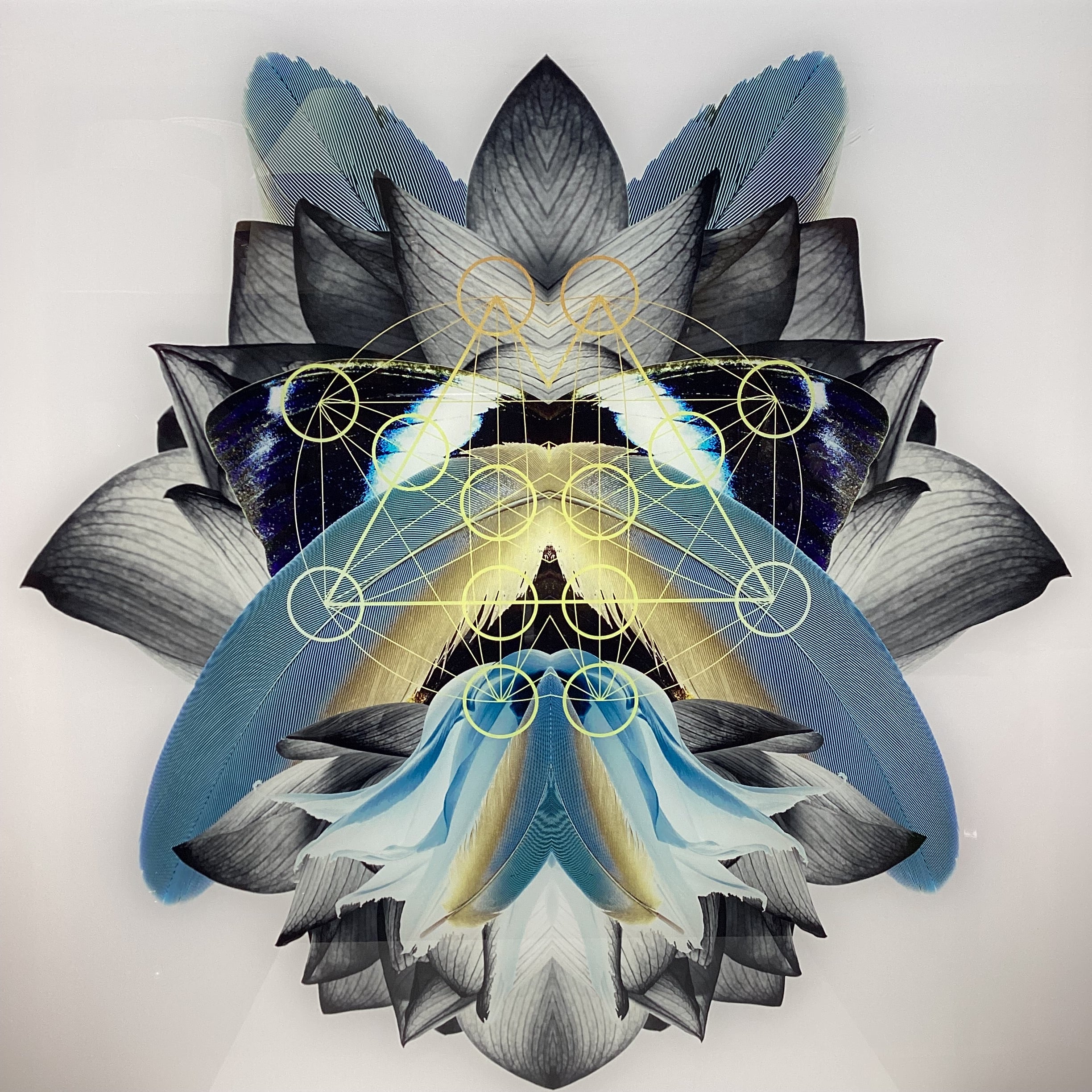 Symmetrical Feather/Nature Photograph Print With Gold Detailing 30" x 30"