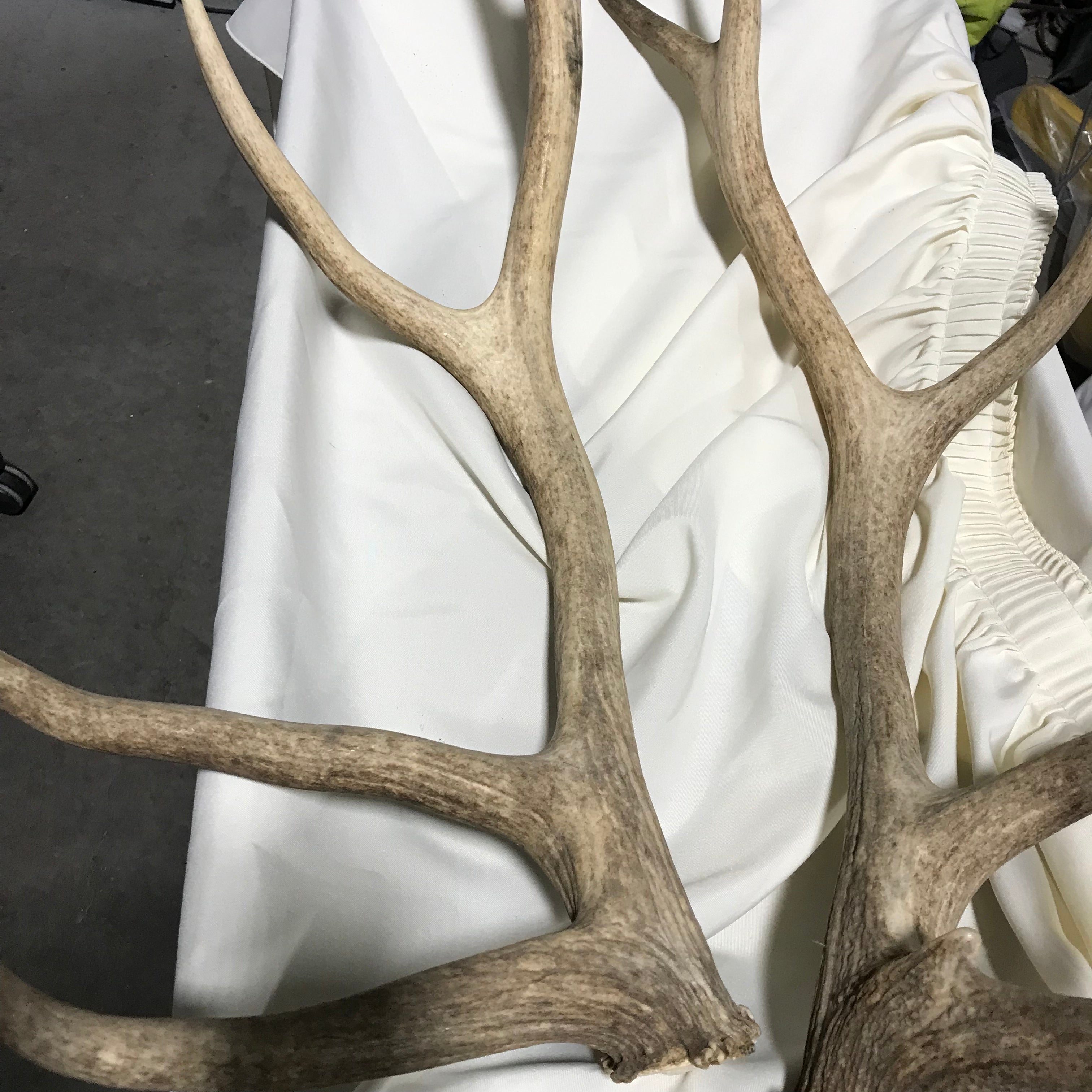 Authentic Rocky Mountain Elk Antler Sheds