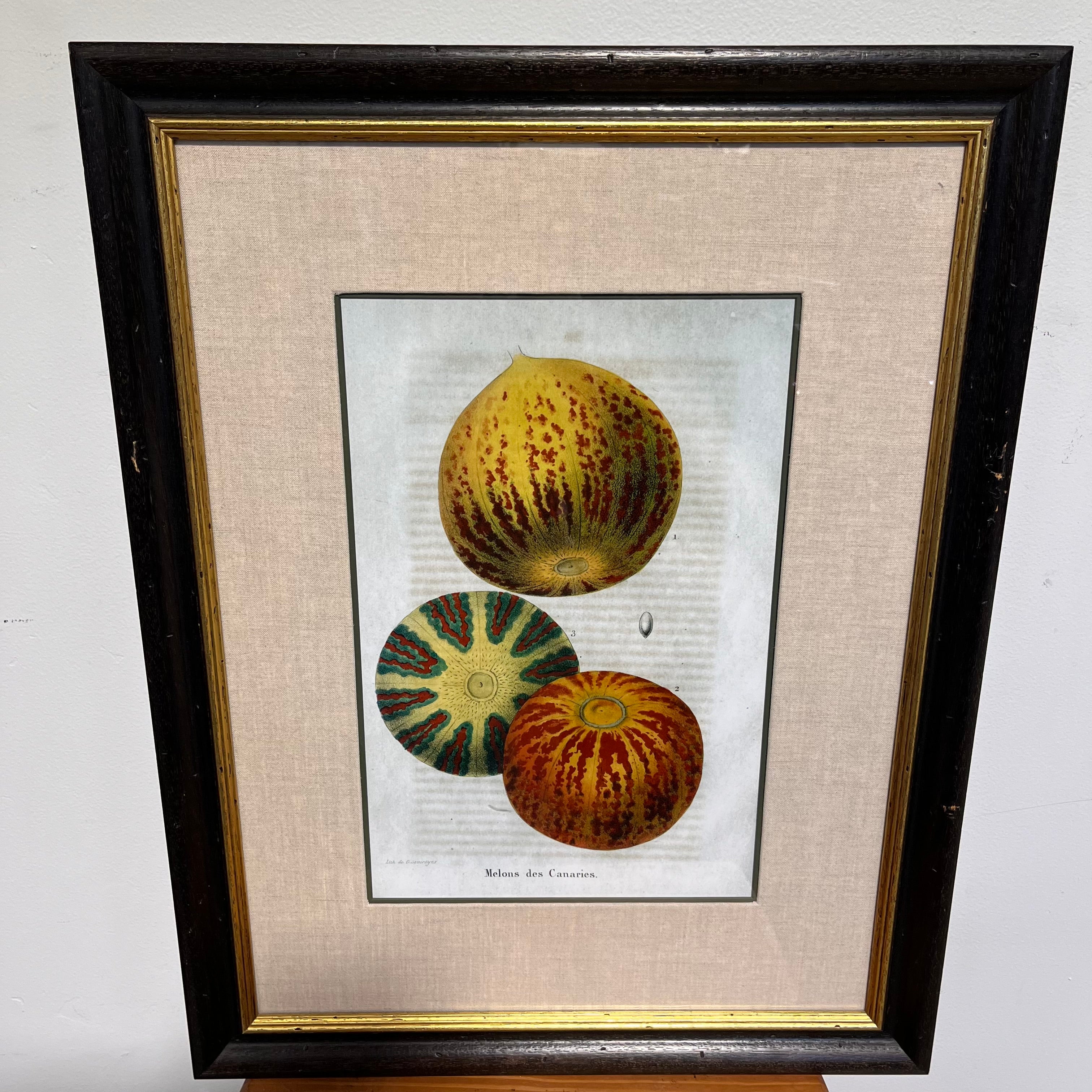 "Melons des Canaries" Color Lithograph by Charles Morren 21.75"x 28"