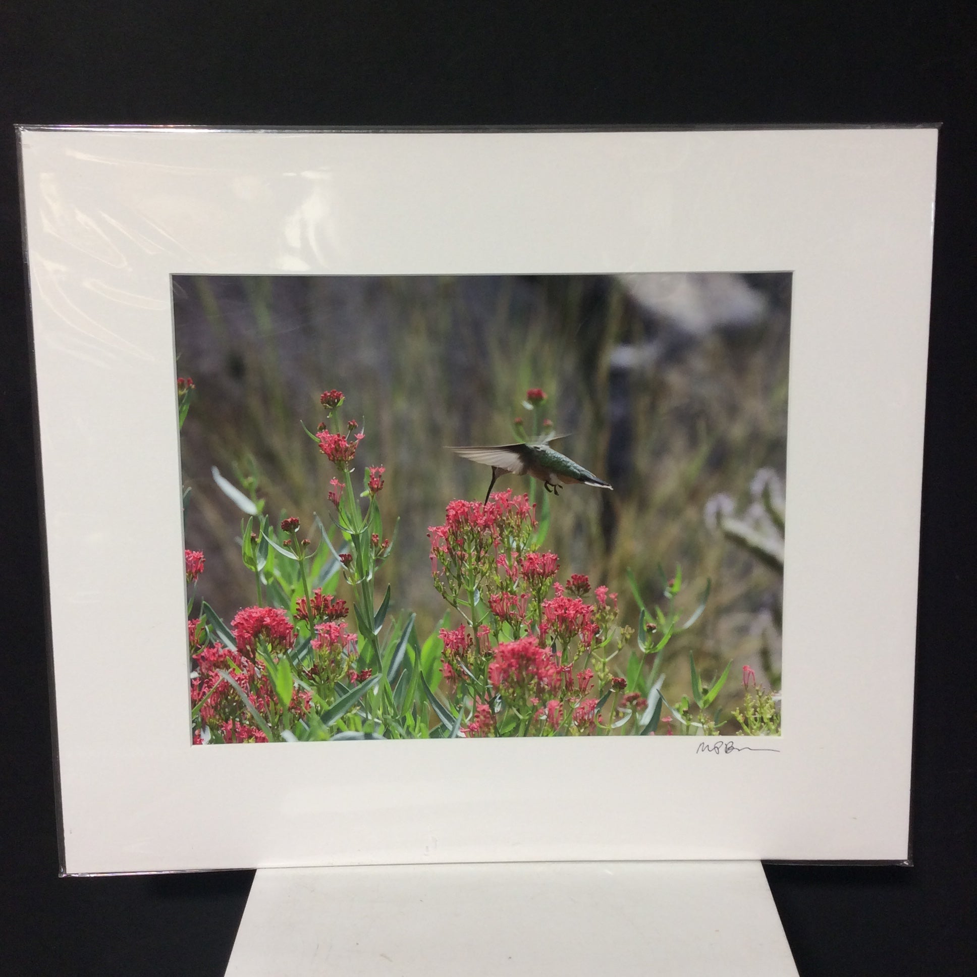Matted W/Out Frame Signed "Valerian Dreams" Hummingbird Photograph 20" x 17"