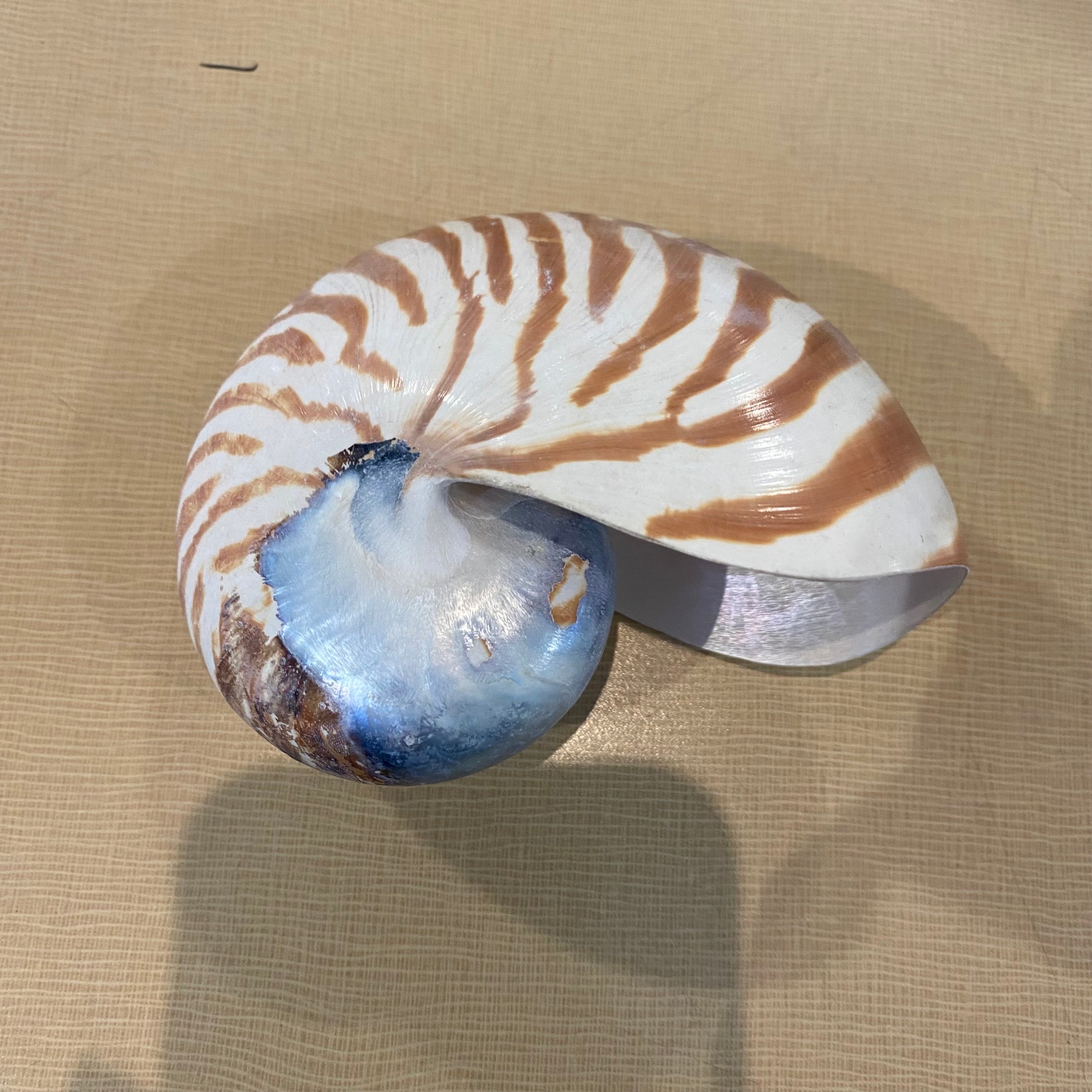 Small Nautilus Circle of Life Sea Shell 3"x 4"