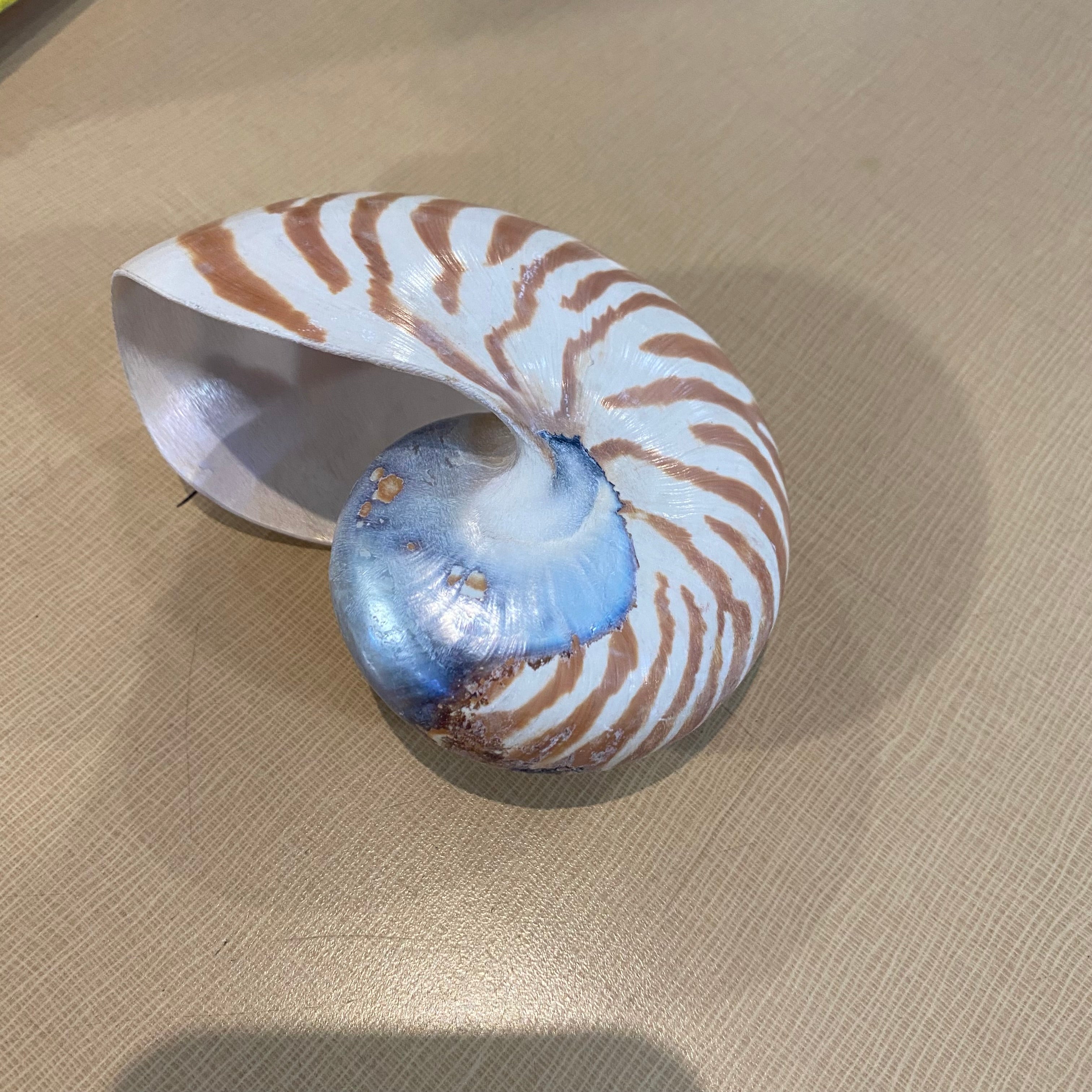 Small Nautilus Circle of Life Sea Shell 3"x 4"