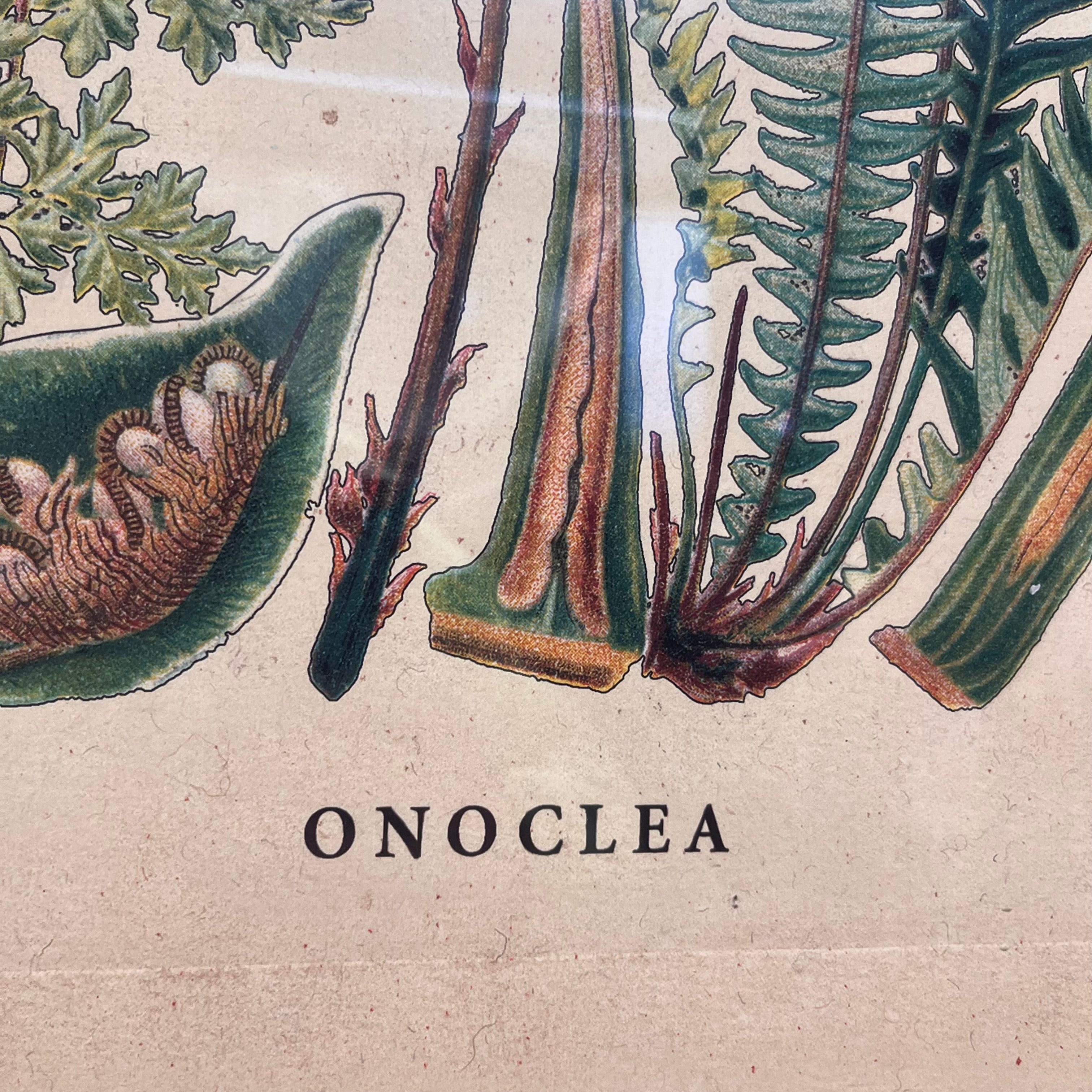 Onoclea Botanical Reproduction Print on Paper Wall Decor; 27"x 38"