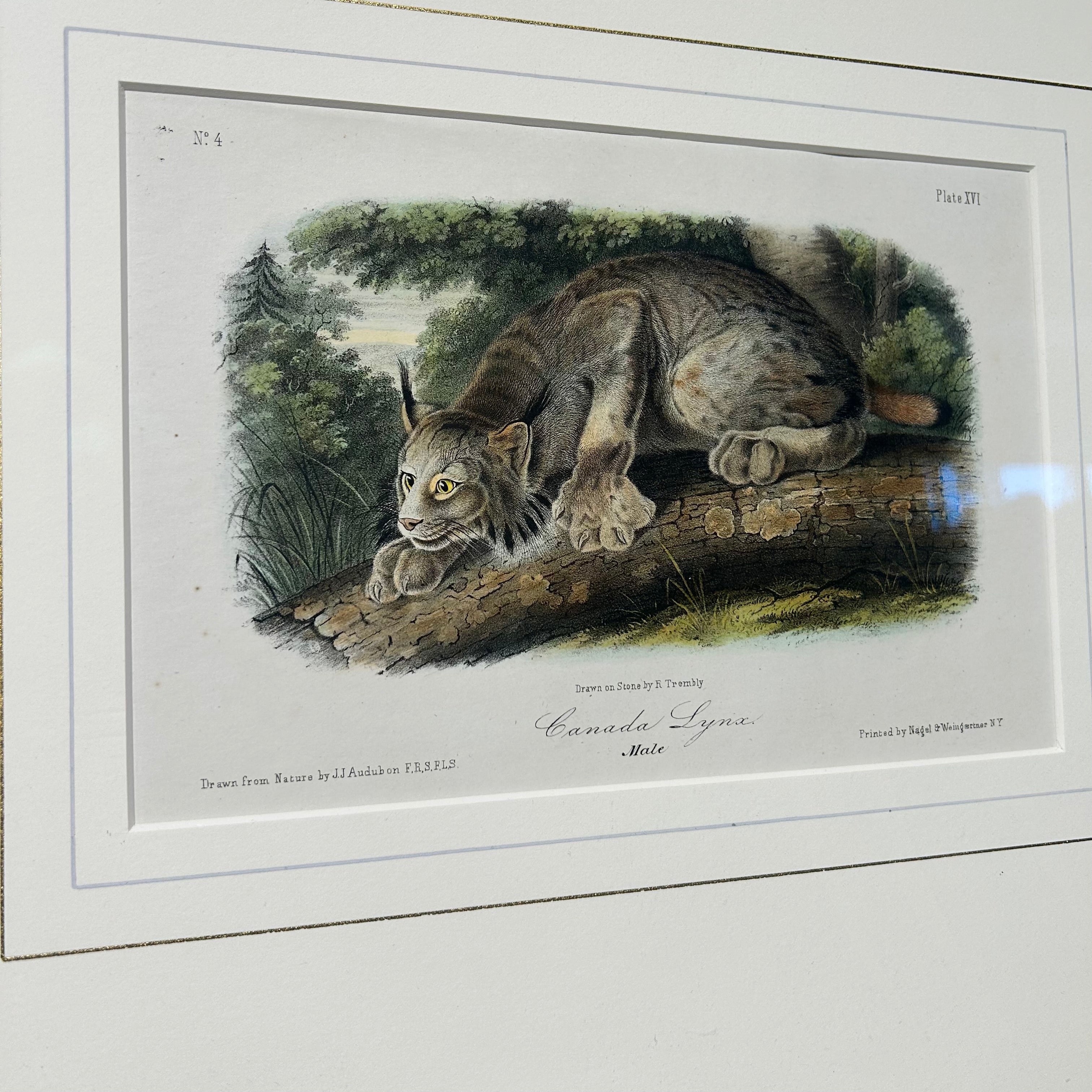 Audubon Bowen Octavo Pl.16. Canada Lynx 23"x 19"