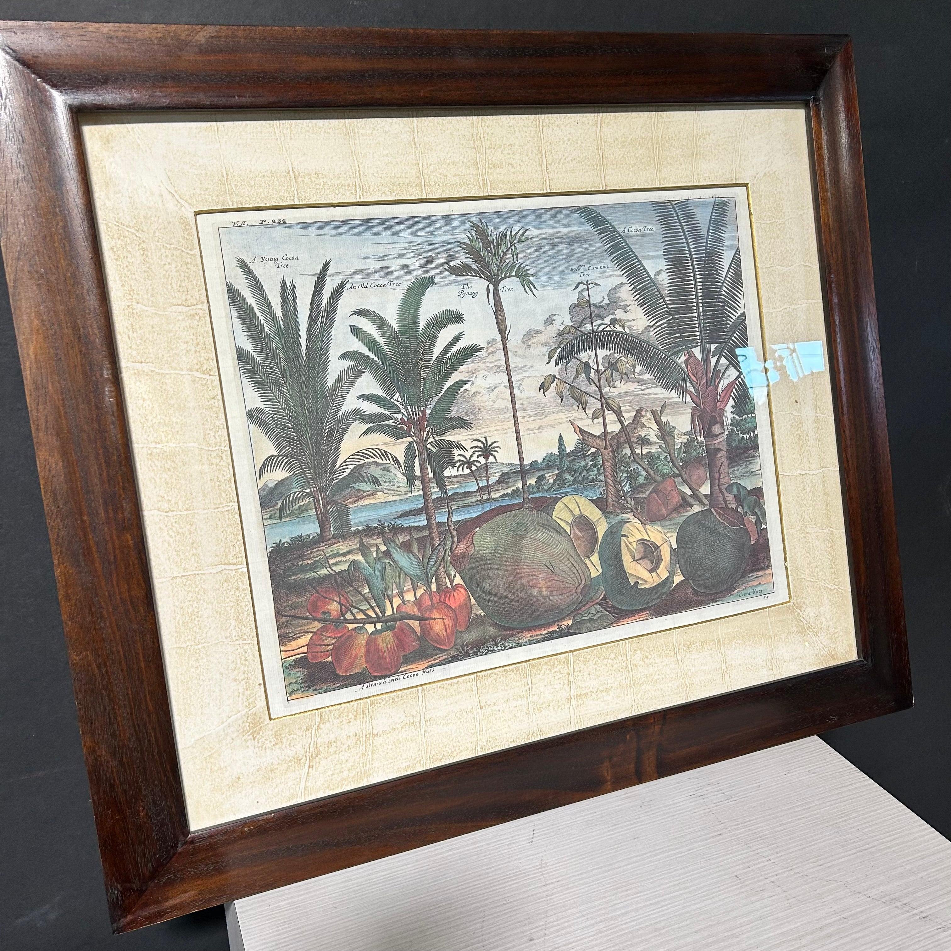 Description: Johan Nieuhof Print Of A Antique Botanical Illustrated Print 27'5"x 24"