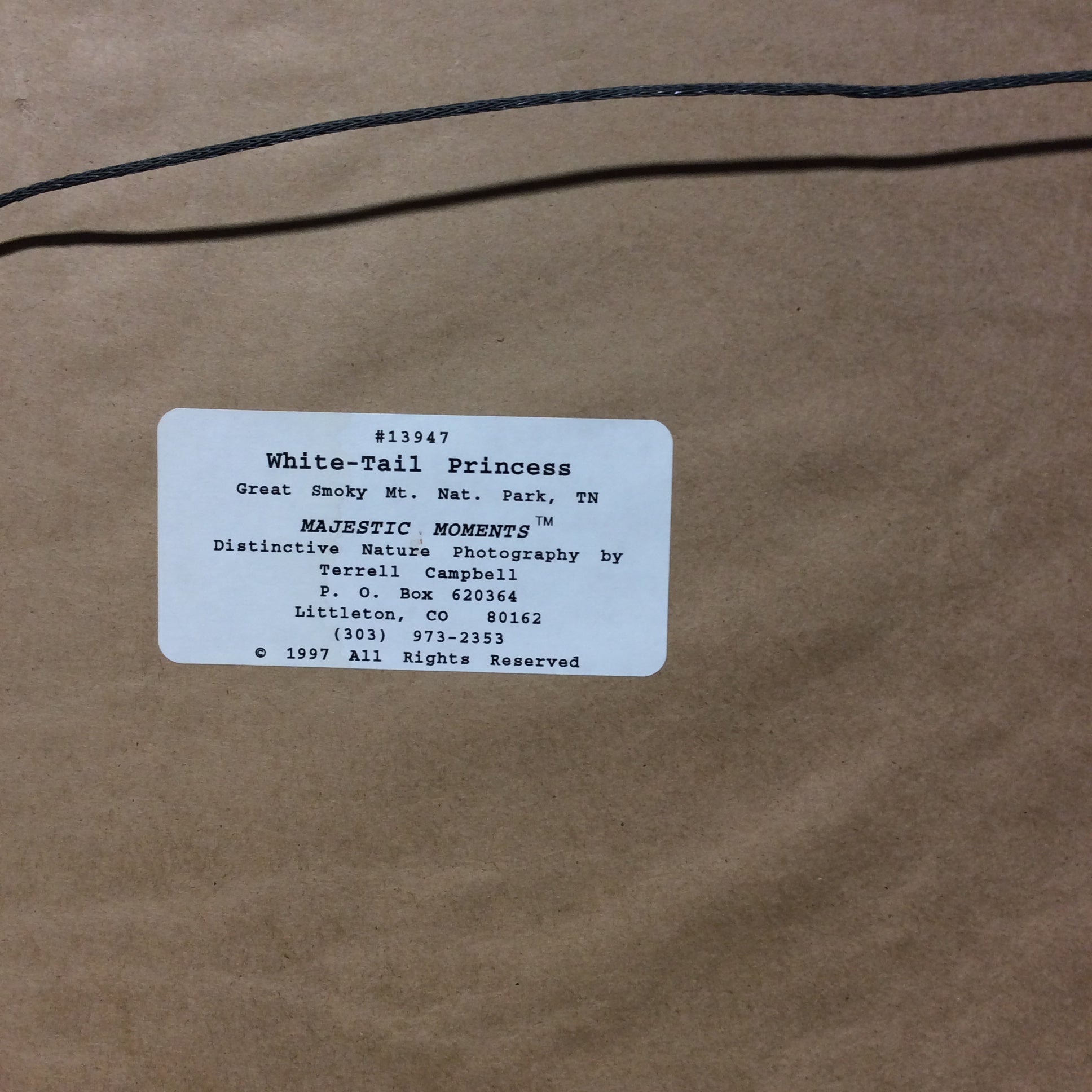 Terrell Campbell "White-Tail Princess" Photograph Print In Wood Frame 22" x 18"