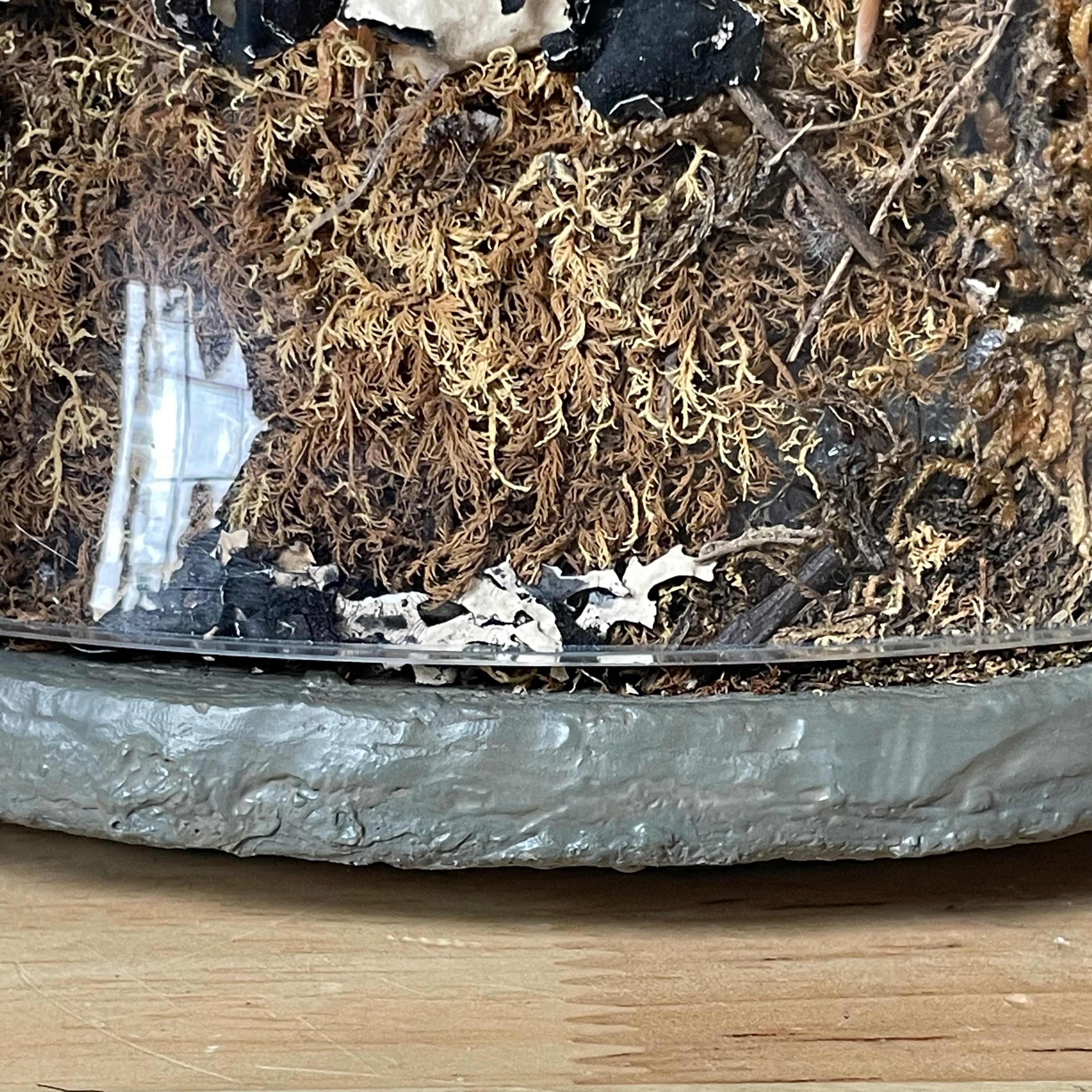 Natural Oddities Glass Cloche Terrarium, 9"x 12.5"