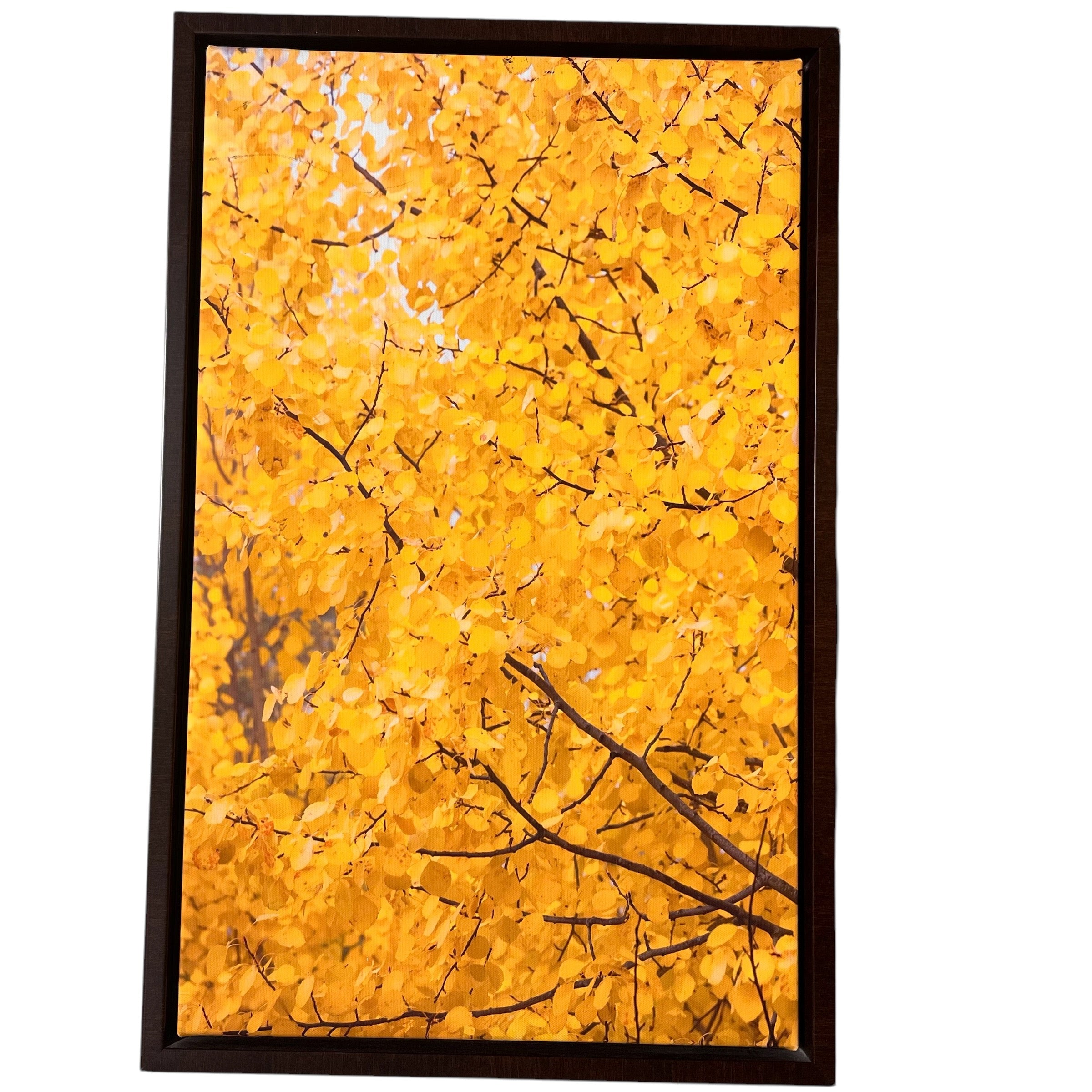 Aspens with Peeping Sky Photograph Print on Framed Canvas Wall Decor; 18"x 28"