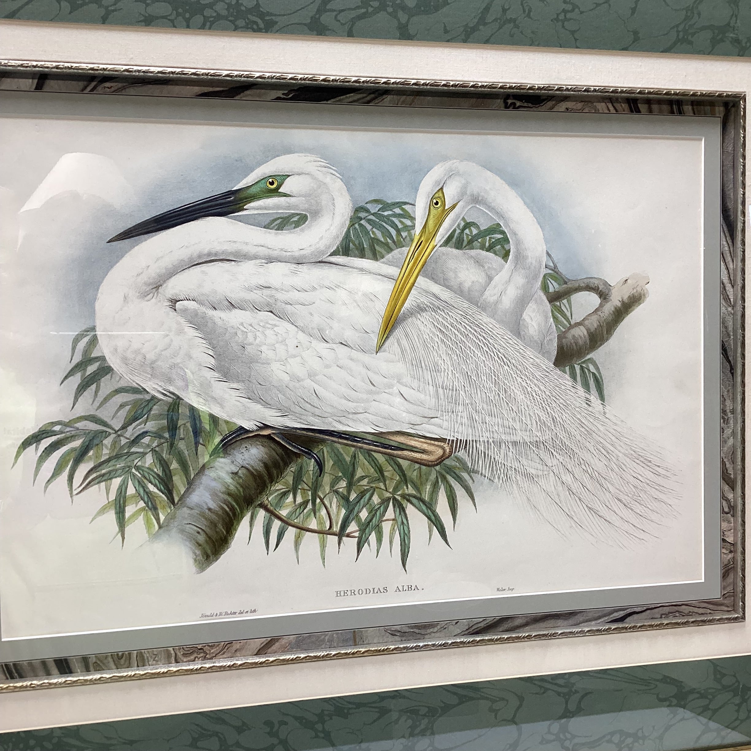 Henry Constanine Richter "Great White Egret" Hand Colored Lithograph 38" x 31"