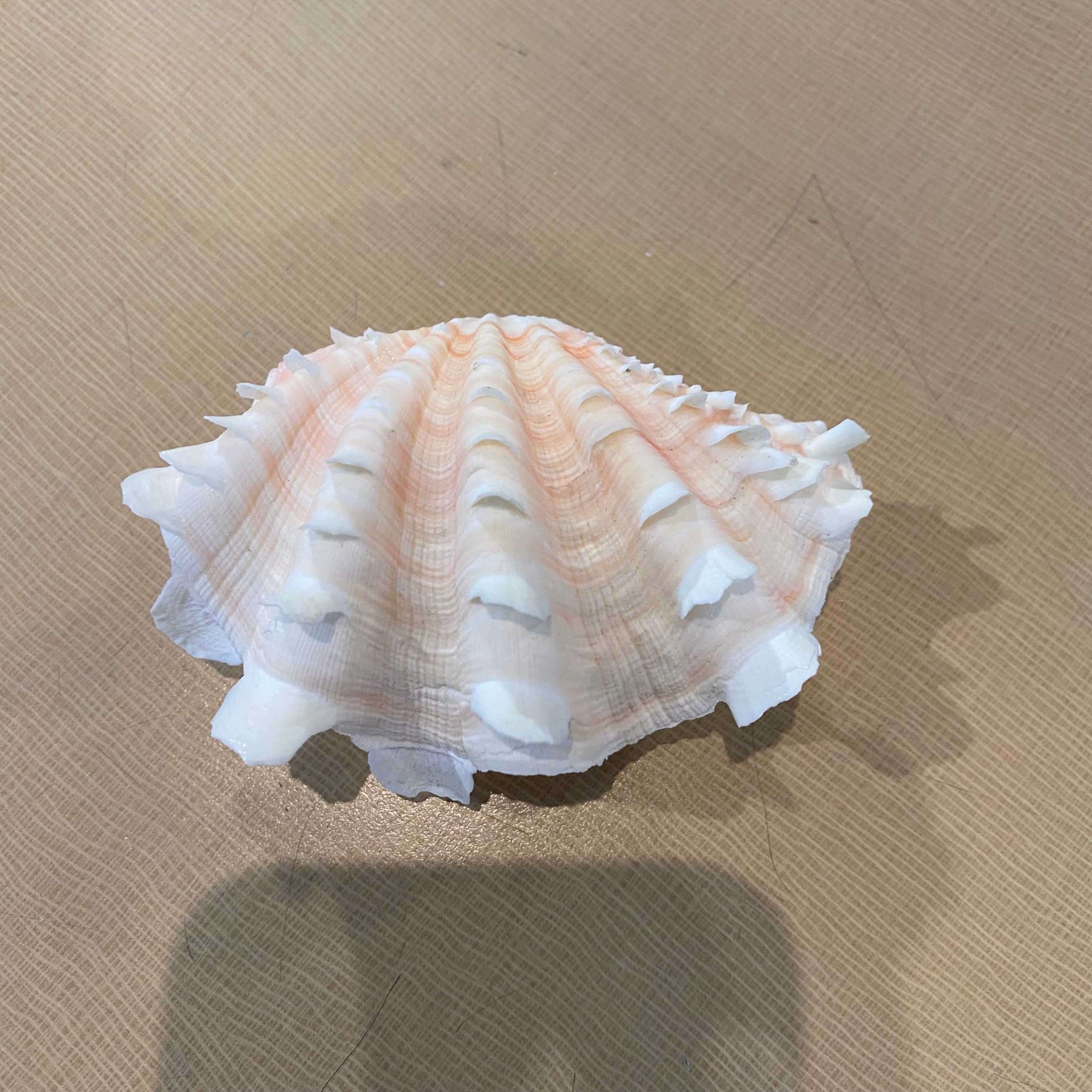 Tridacna Fluted Pair Baby Clam Shells 4"x 3"x 2.5"